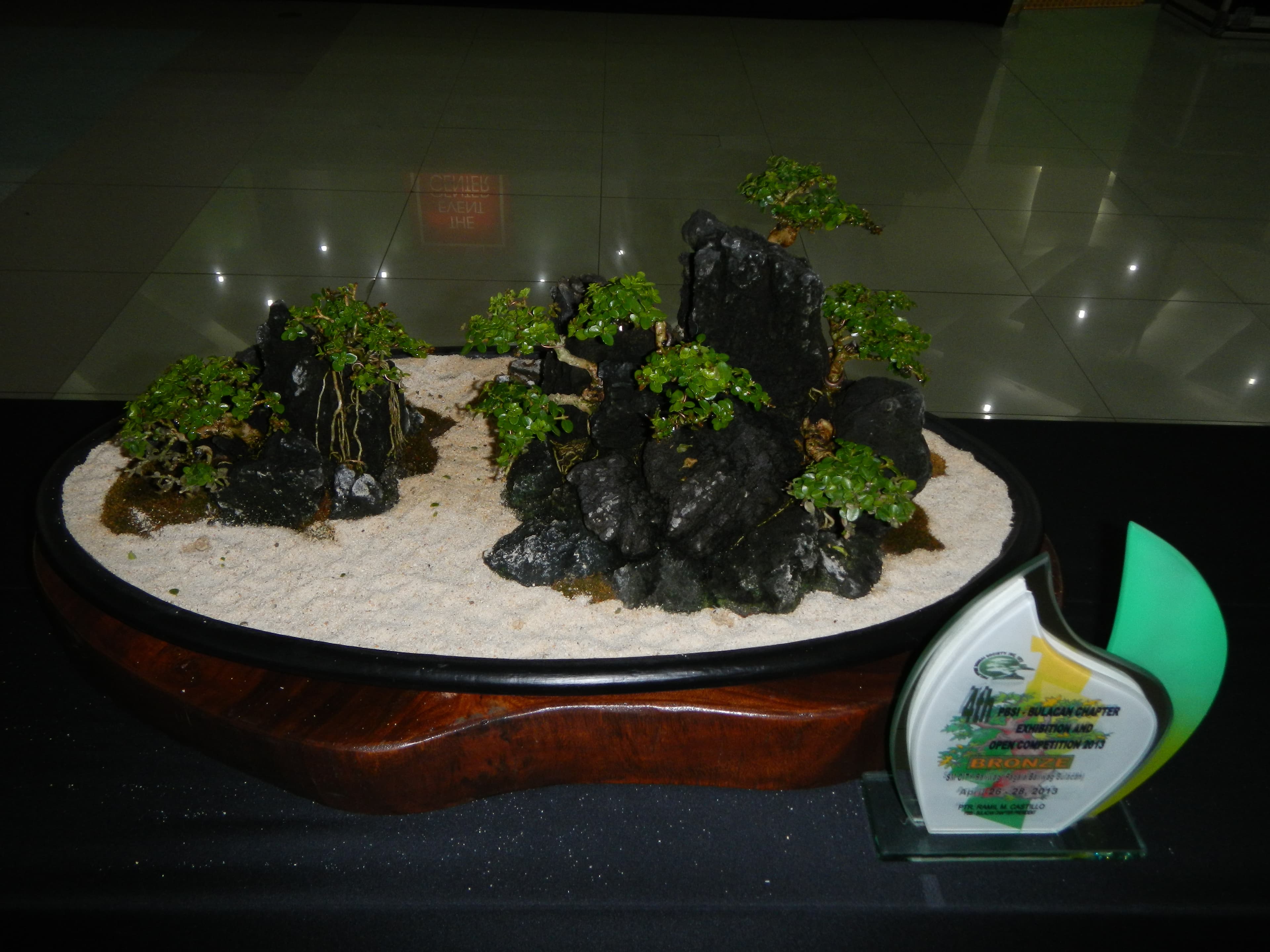 Ficus Root-Over-Rock Landscape