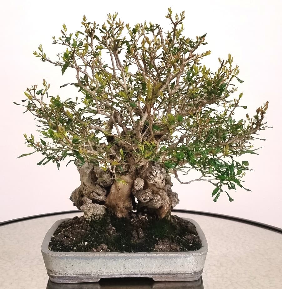 Gnarled Pomegranate Bonsai