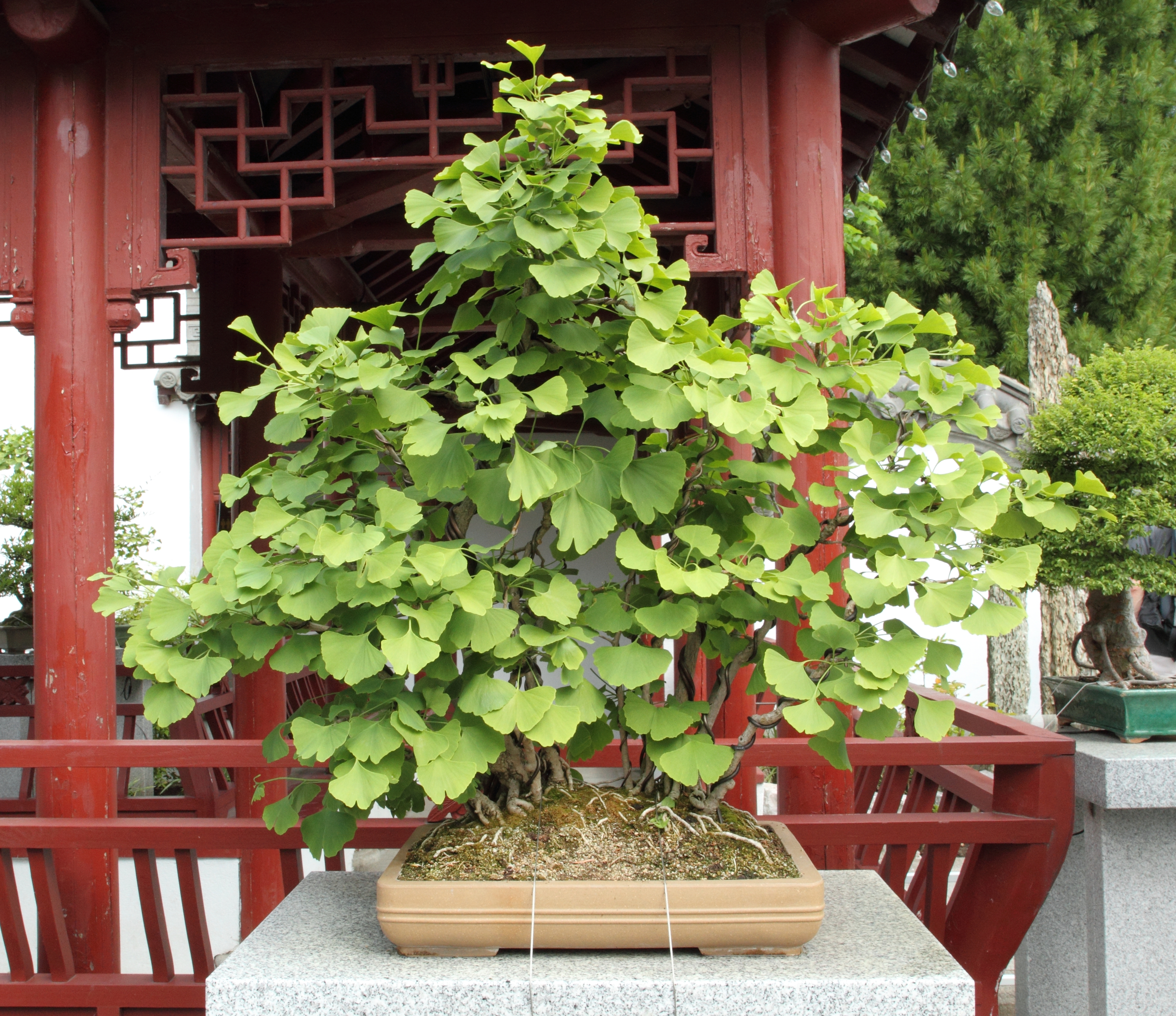Ginkgo Biloba Penjing