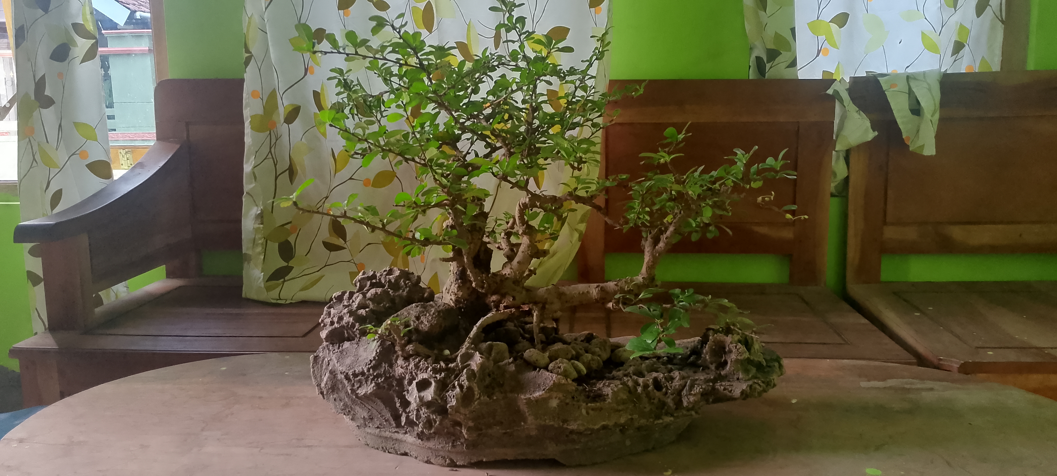 Fukien Tea Root-Over-Rock Bonsai