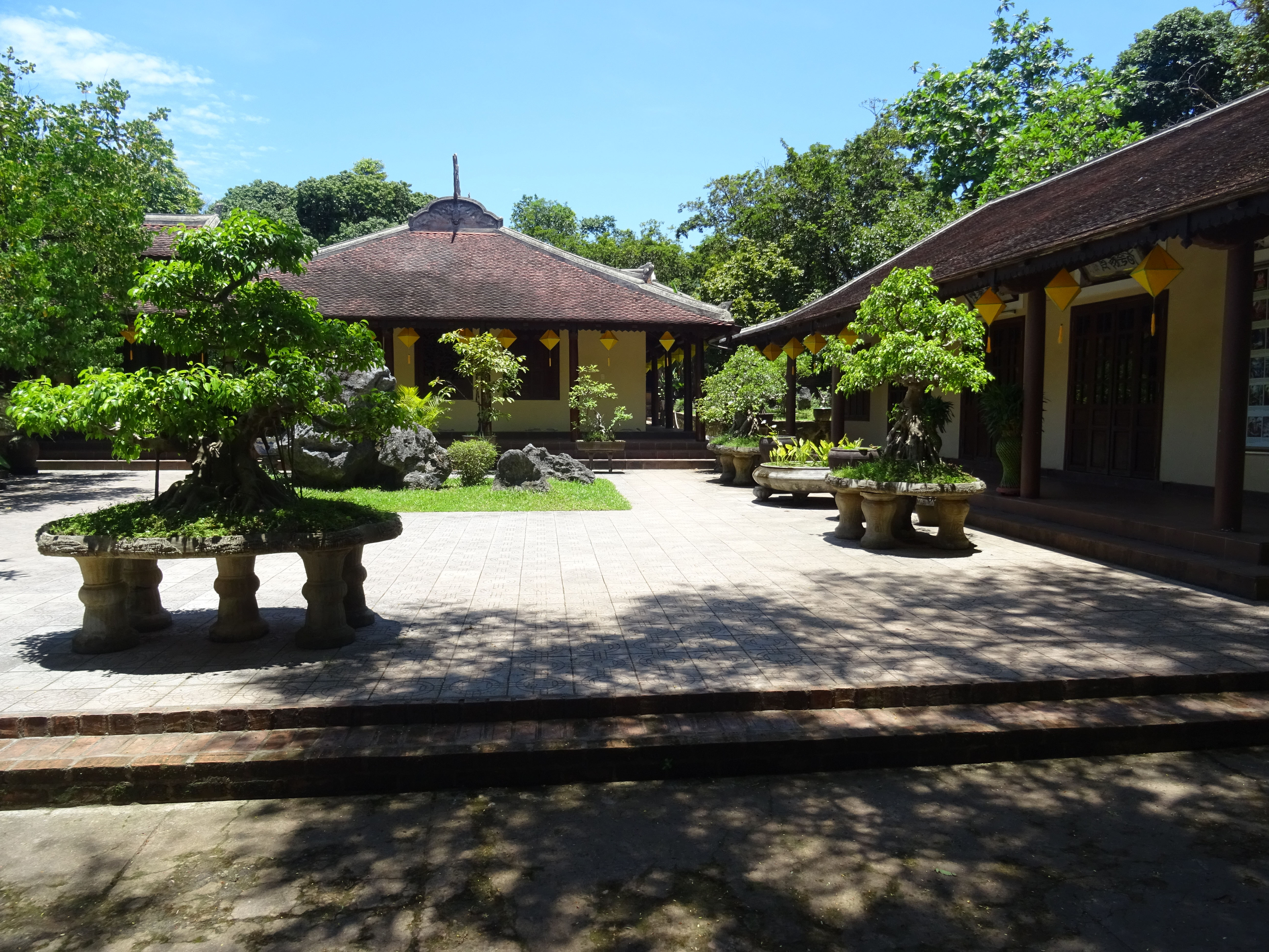 Gnarled Ficus Temple Bonsai