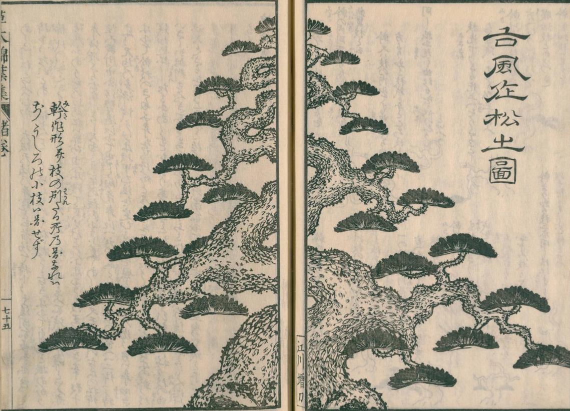 Ideal Japanese Pine Bonsai (1829 Print)