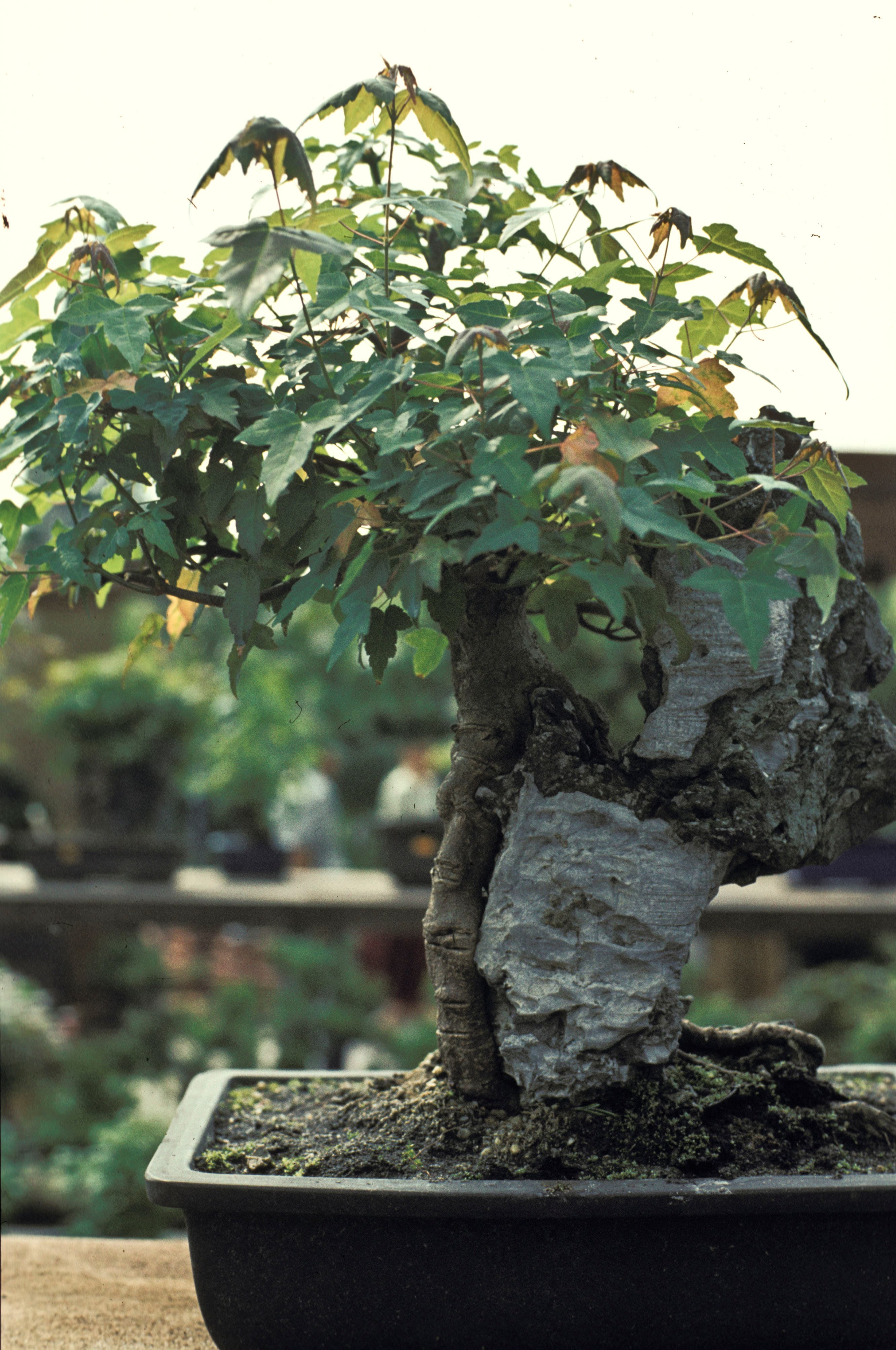 Trident Maple Root-over-Rock Bonsai