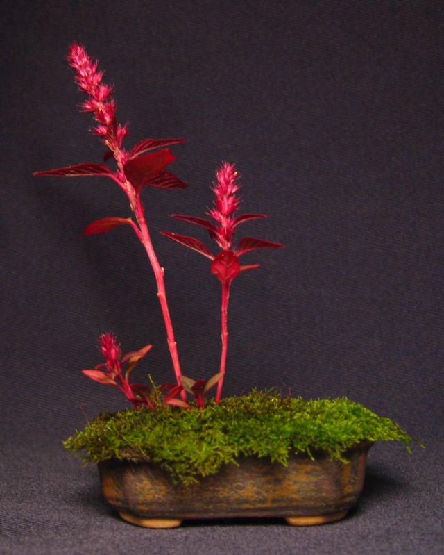 Red Amaranth Kusamono
