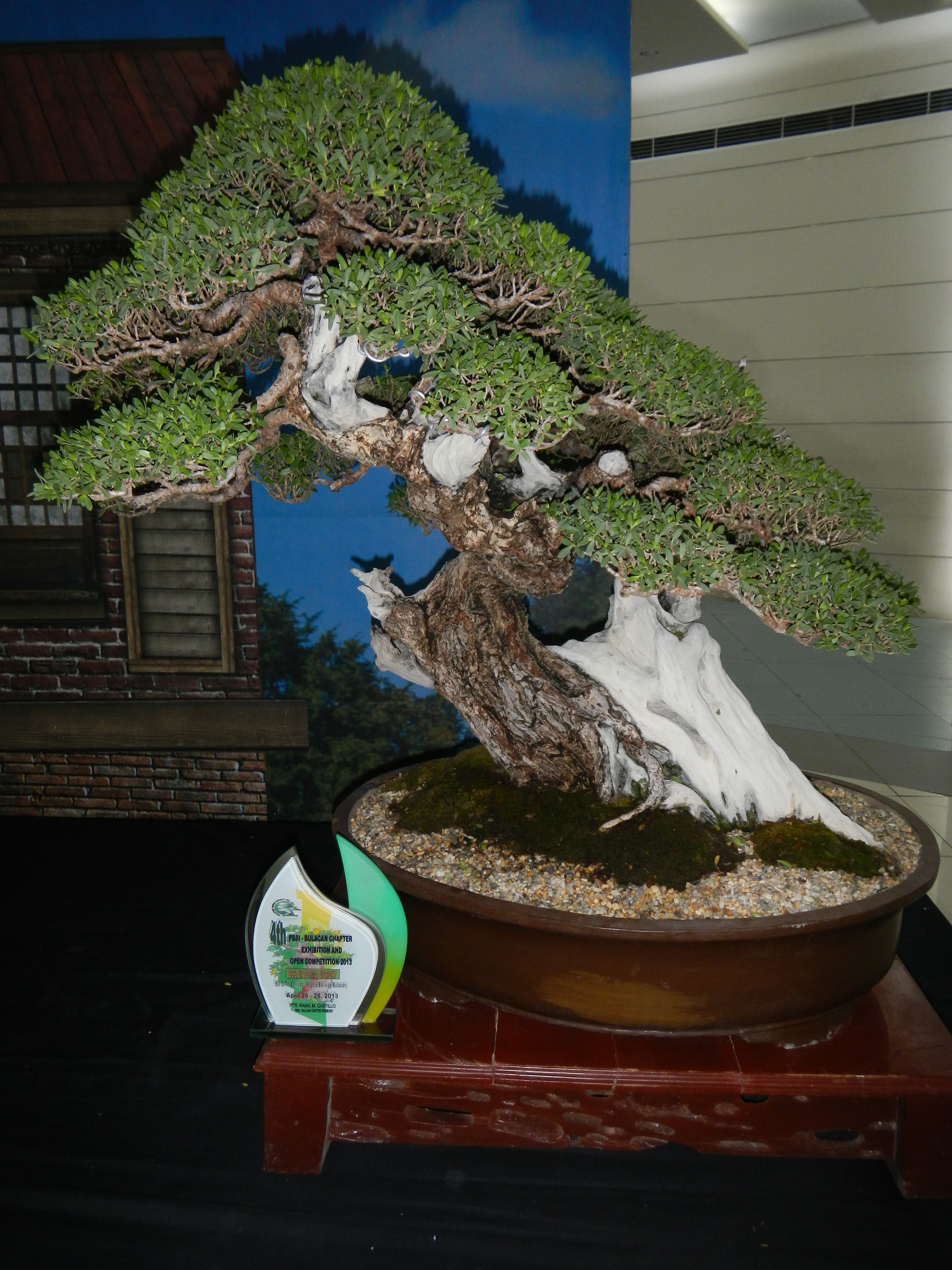 Aged Ficus Bonsai with Dramatic Deadwood