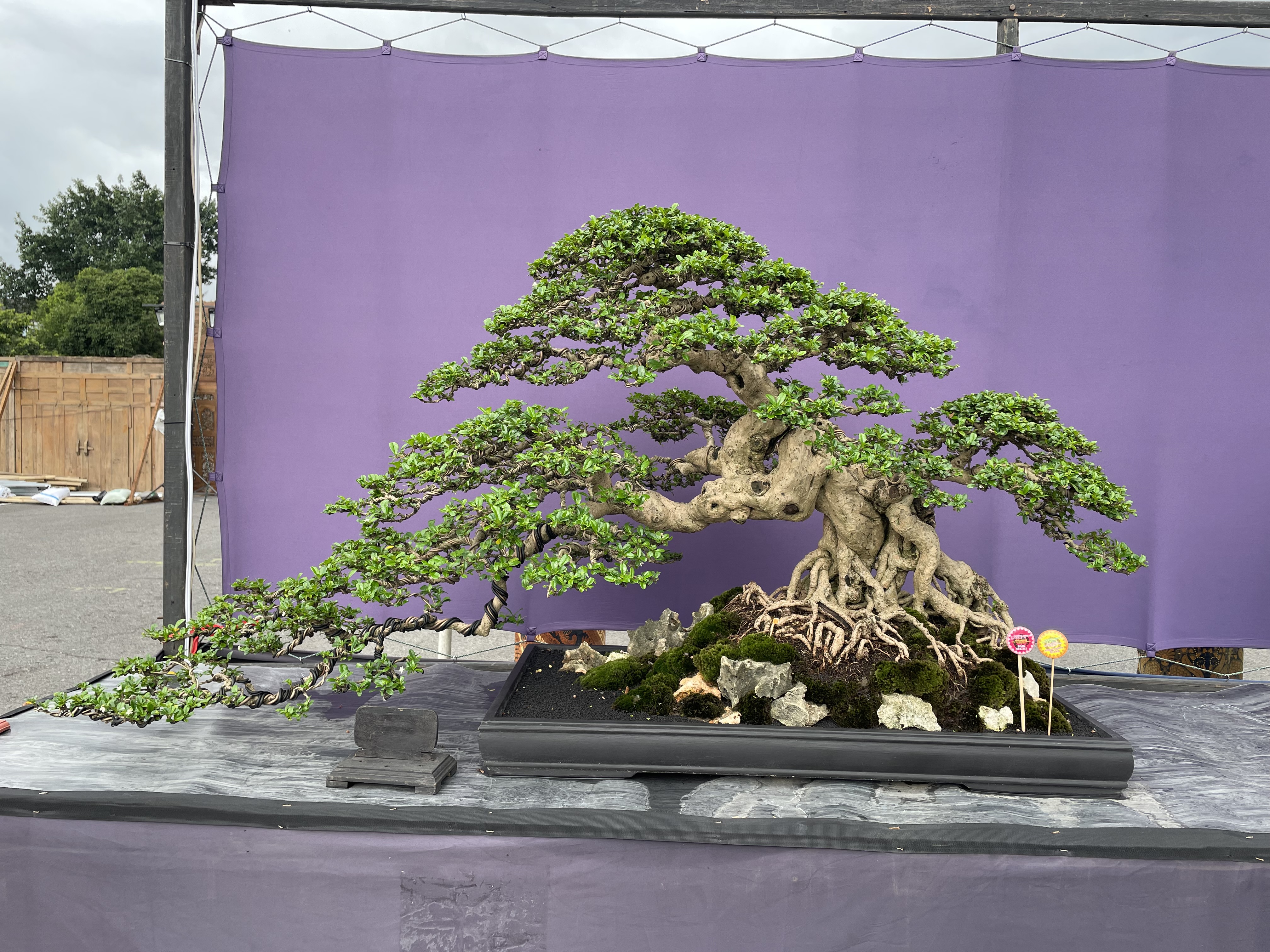 Japanese Banyan Bonsai