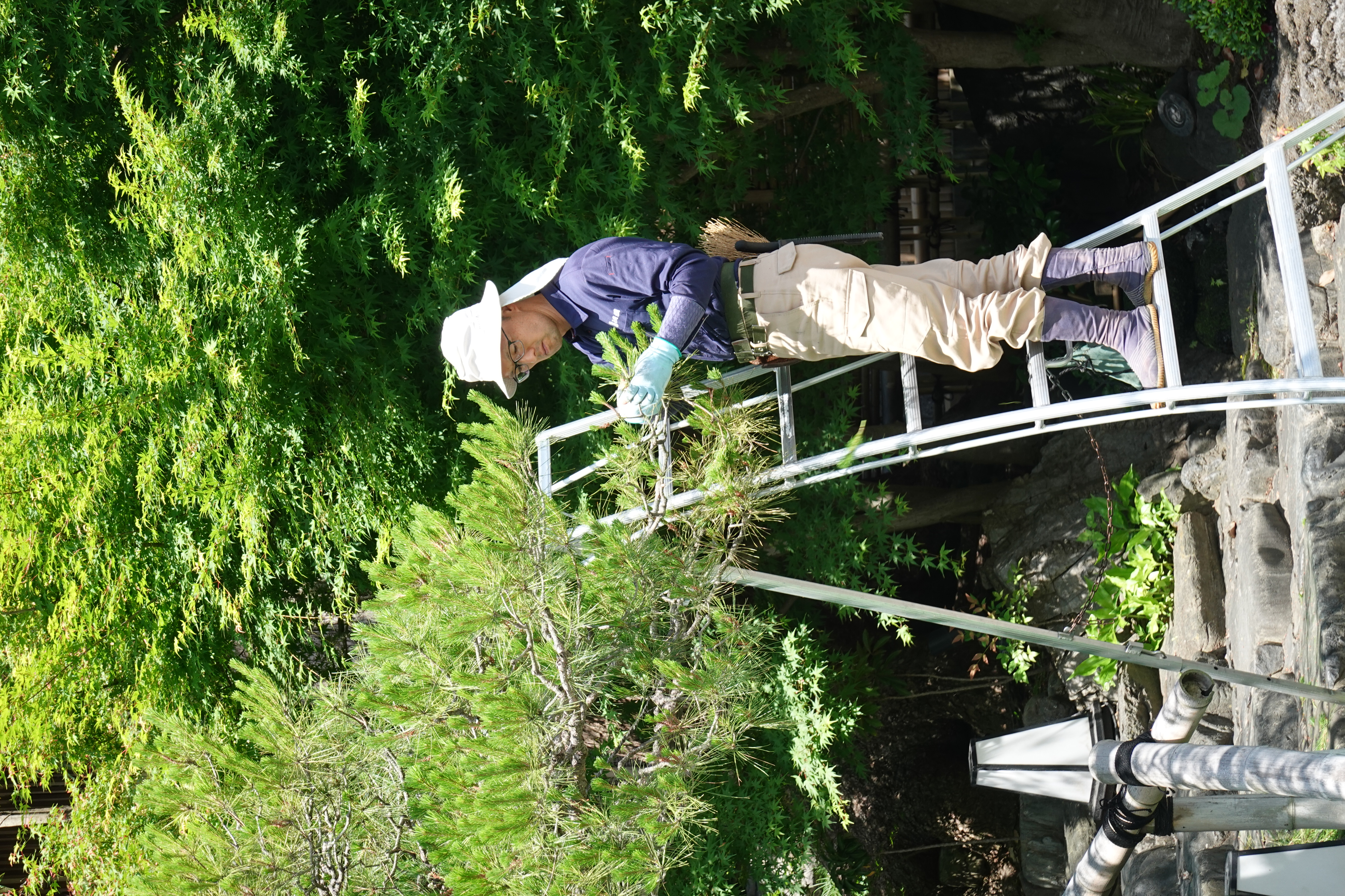 Large Japanese Black Pine Garden Bonsai