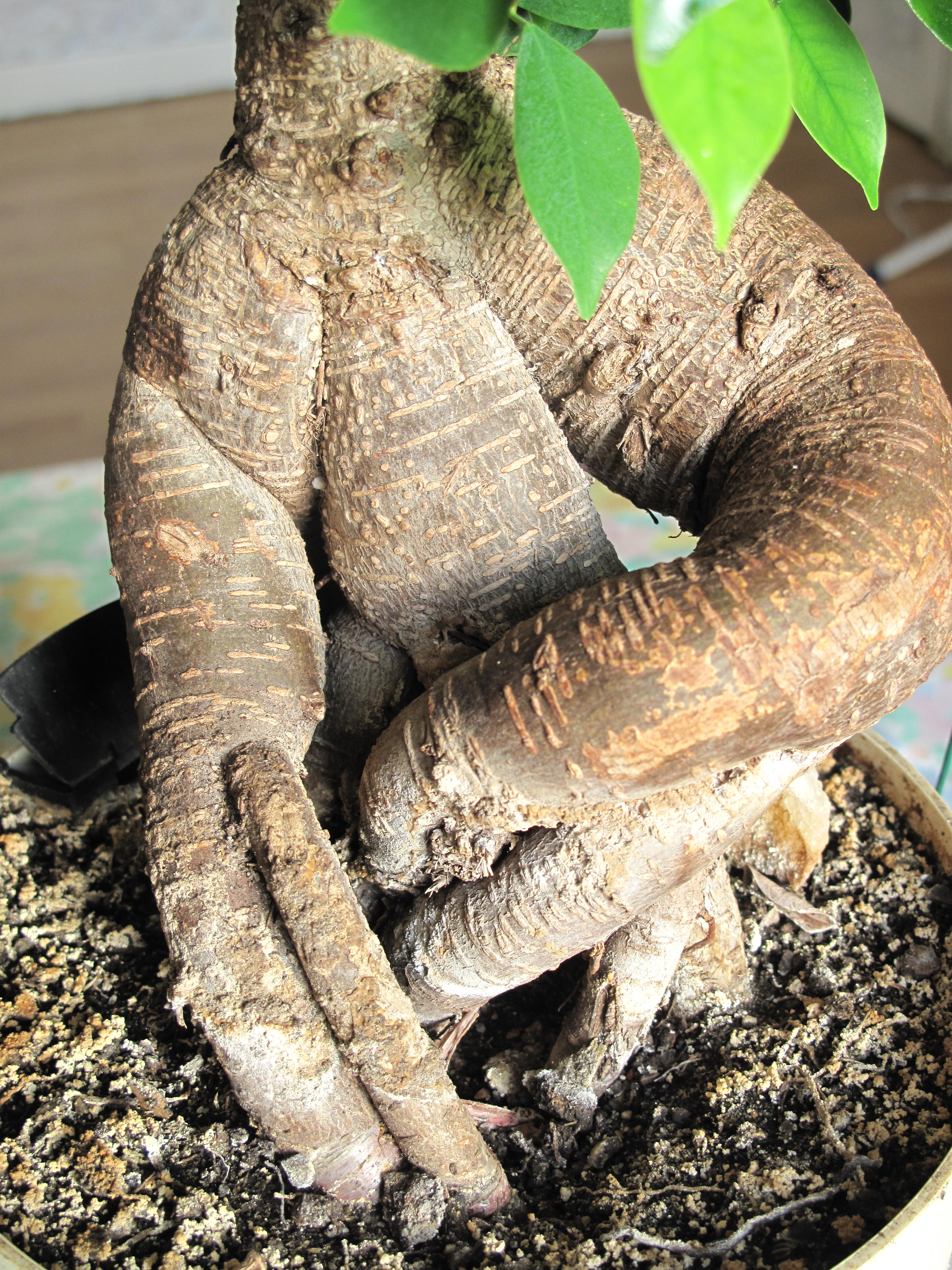 Ficus Retusa Bonsai with Gnarled Trunk