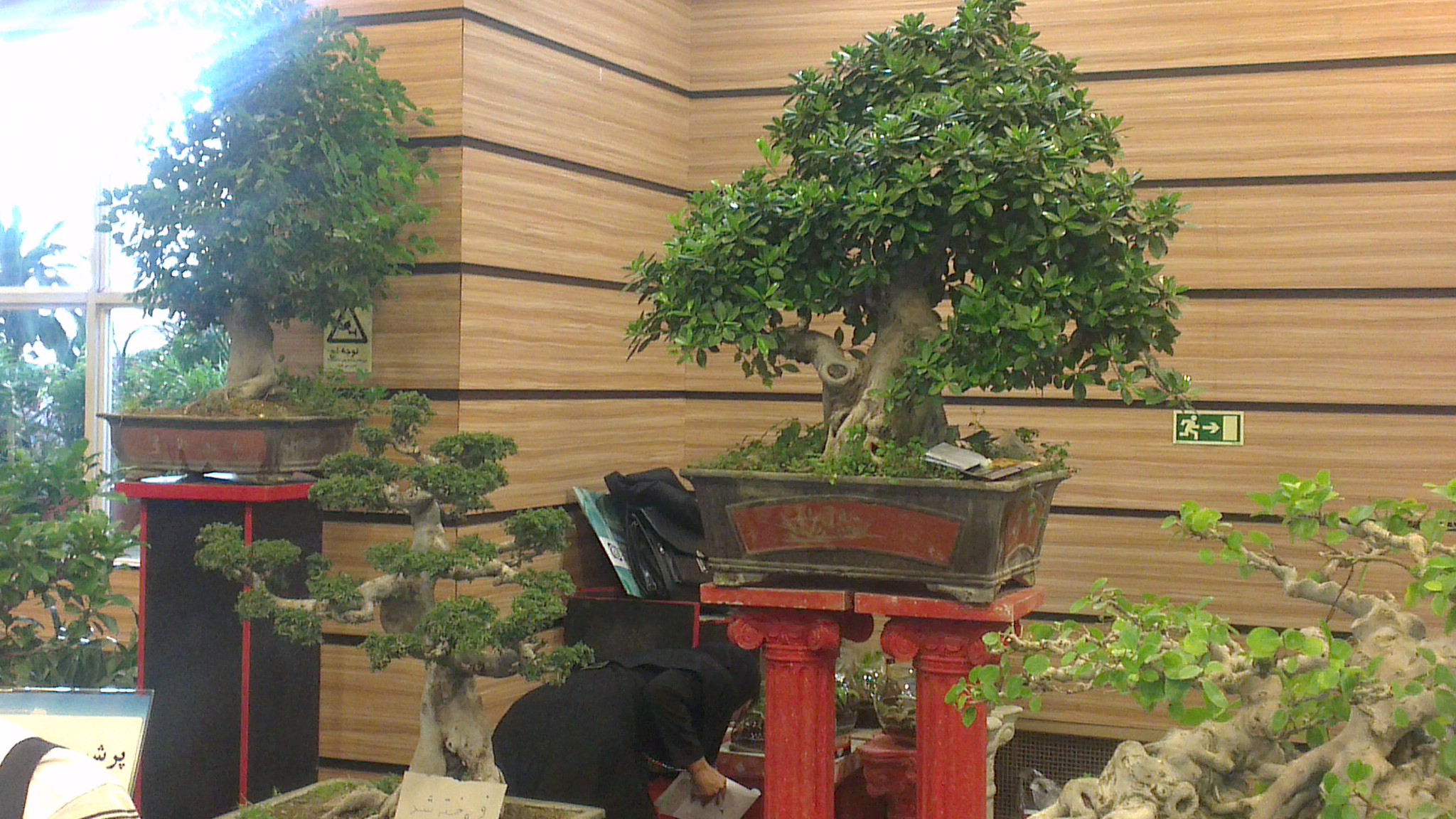 Mature Chinese Banyan Bonsai