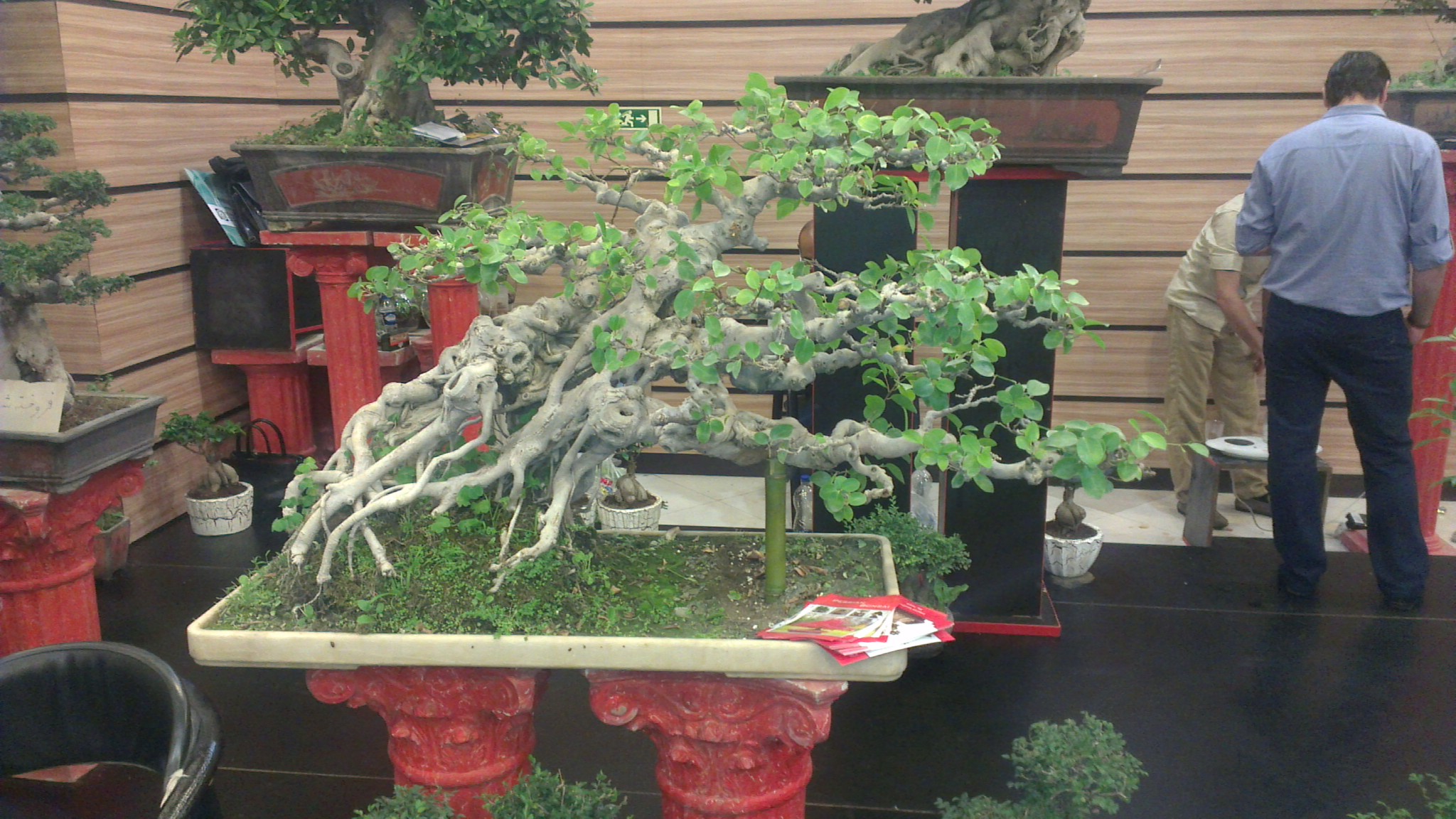Ancient Ficus Root-Over-Rock Bonsai