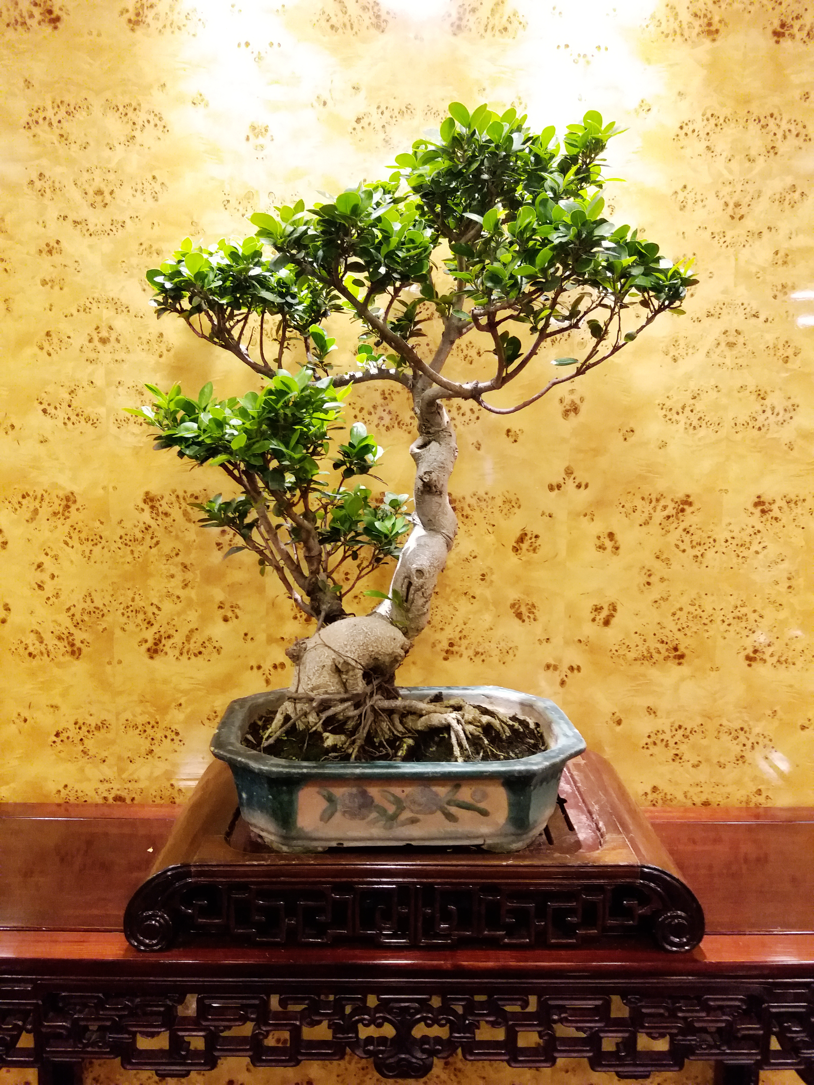 Ginseng Ficus Informal Upright Bonsai