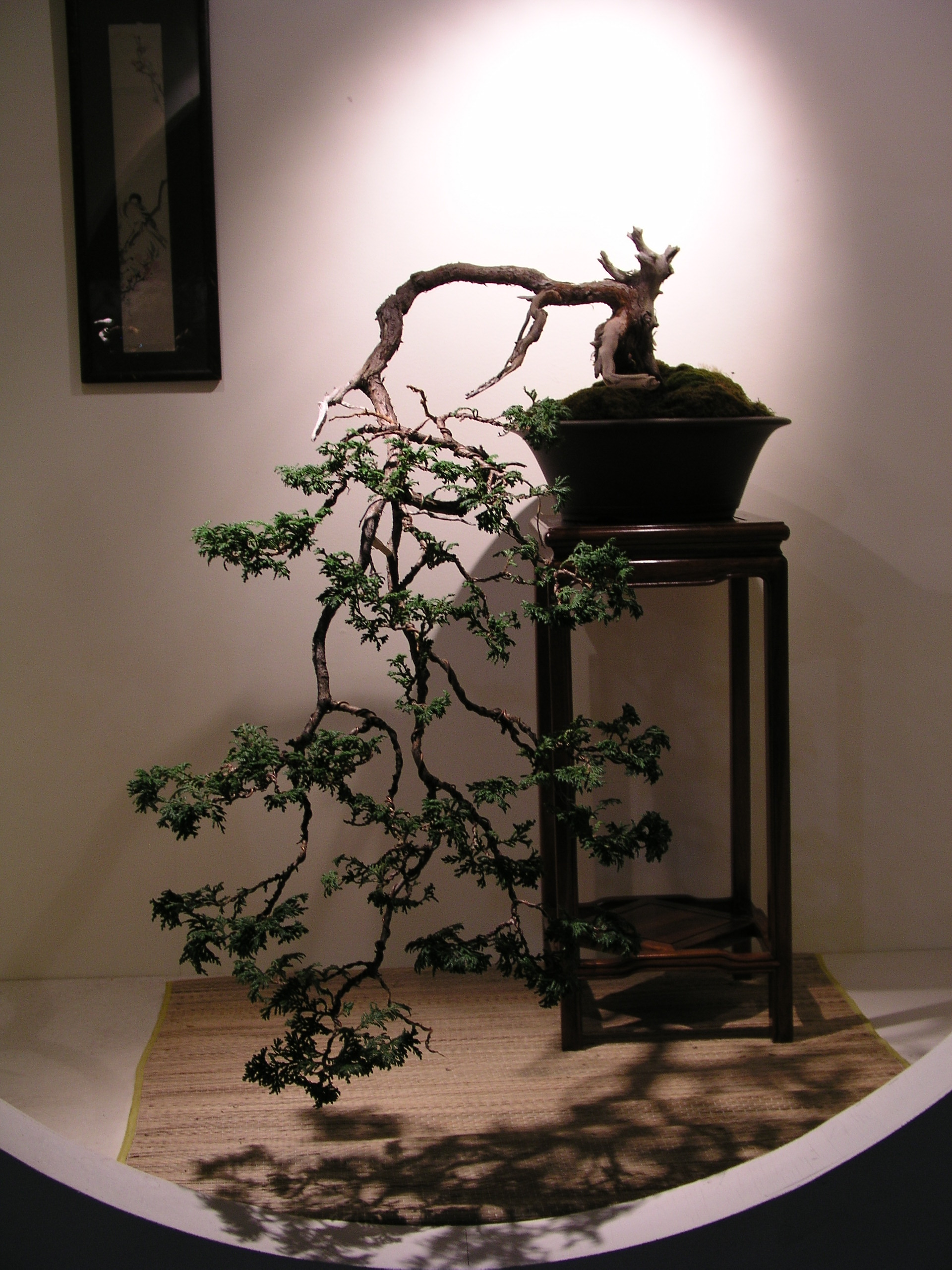 Cascade Juniper Bonsai with Extensive Deadwood