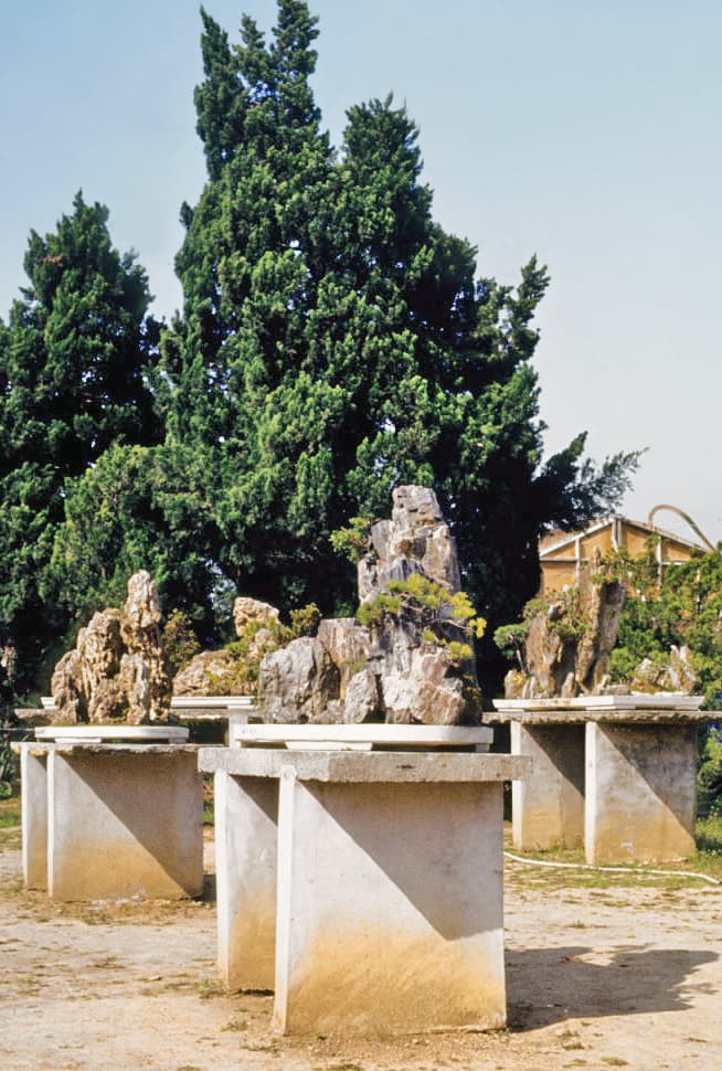 Pine Rock Planting Penjing