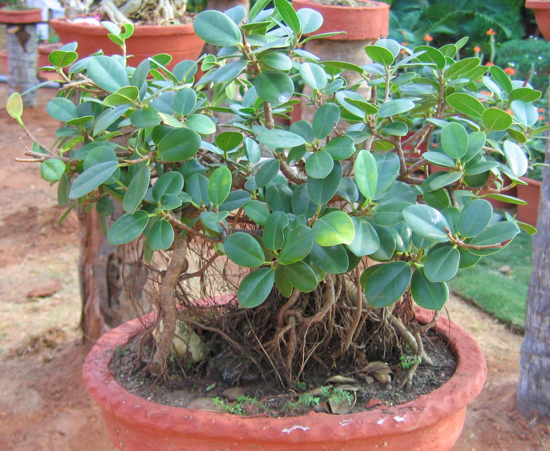 Ficus Microcarpa Bonsai with Exposed Roots