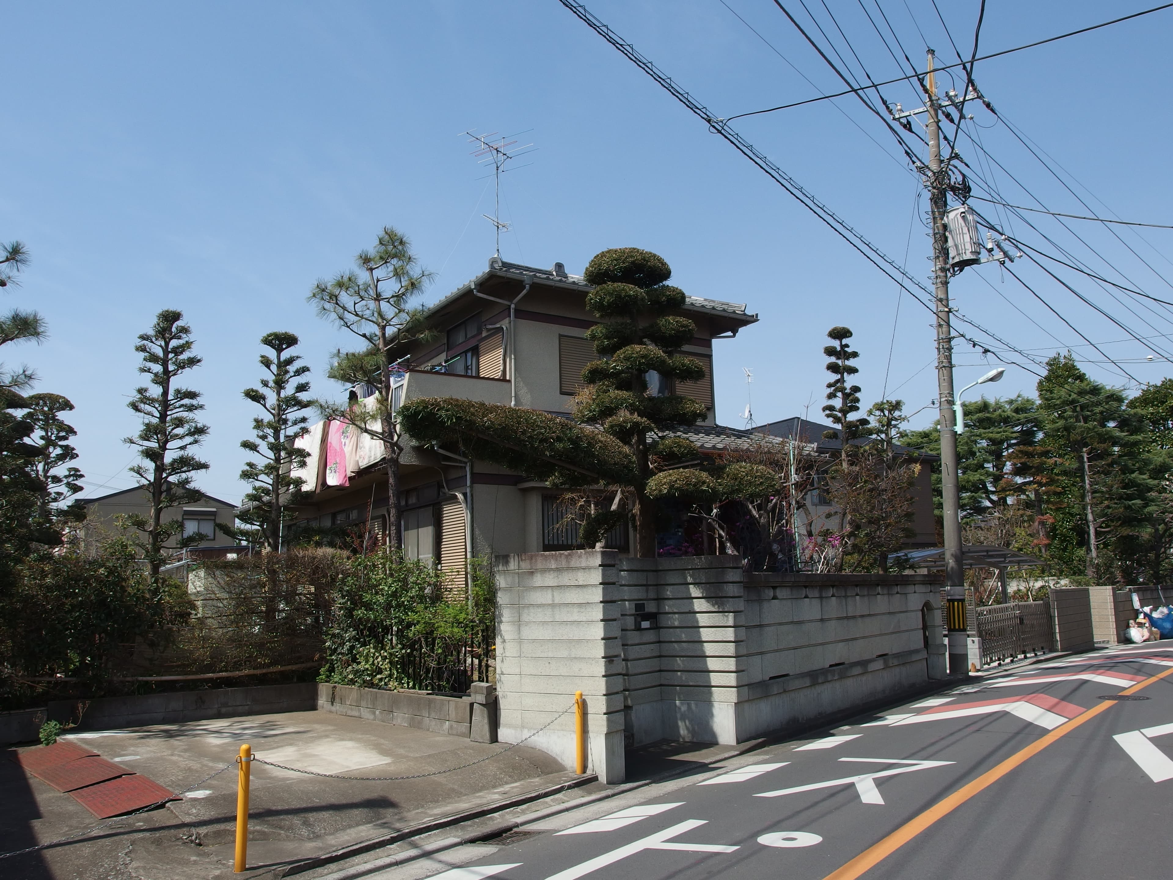 Japanese Cloud-Pruned Pine (Niwaki)