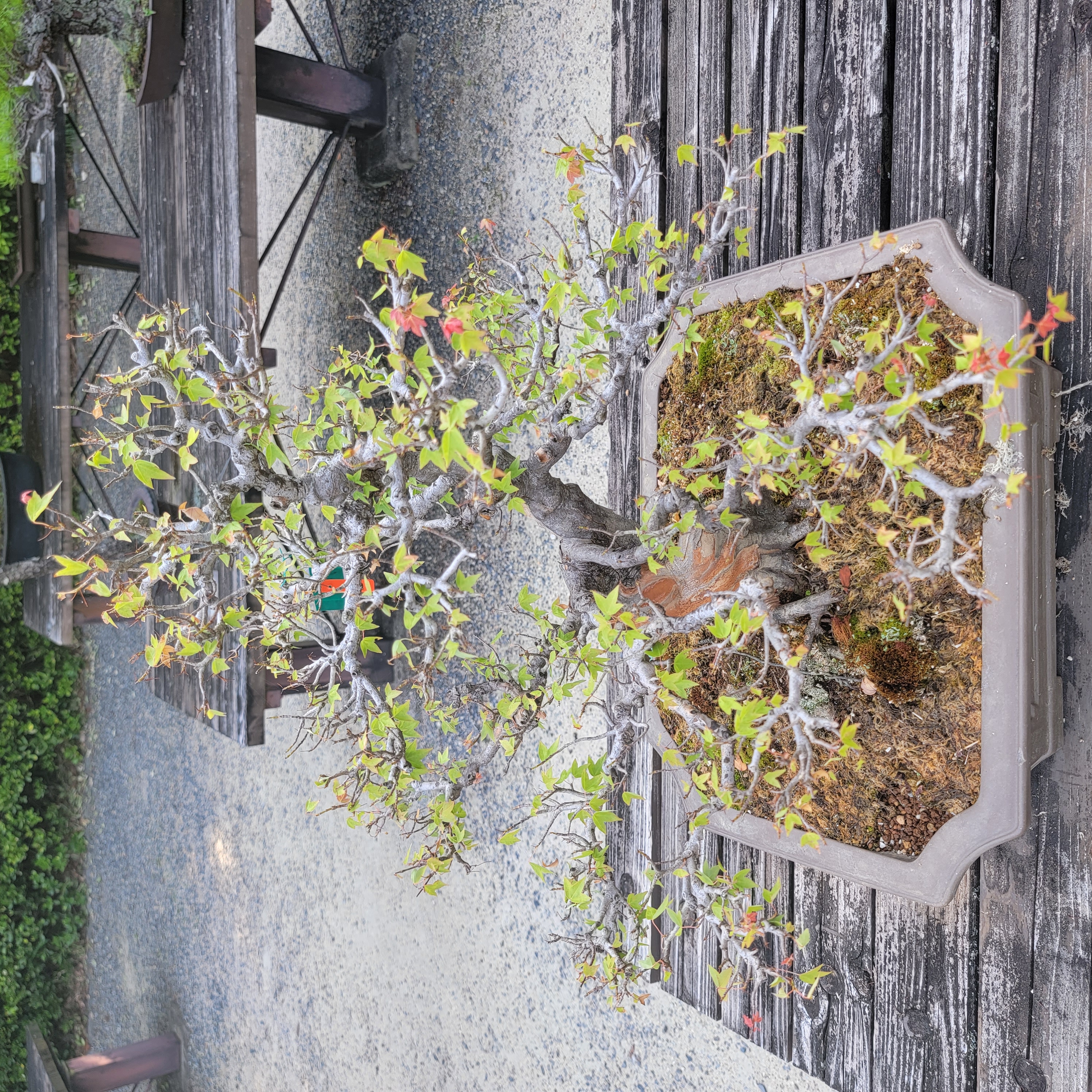 Trident Maple Bonsai