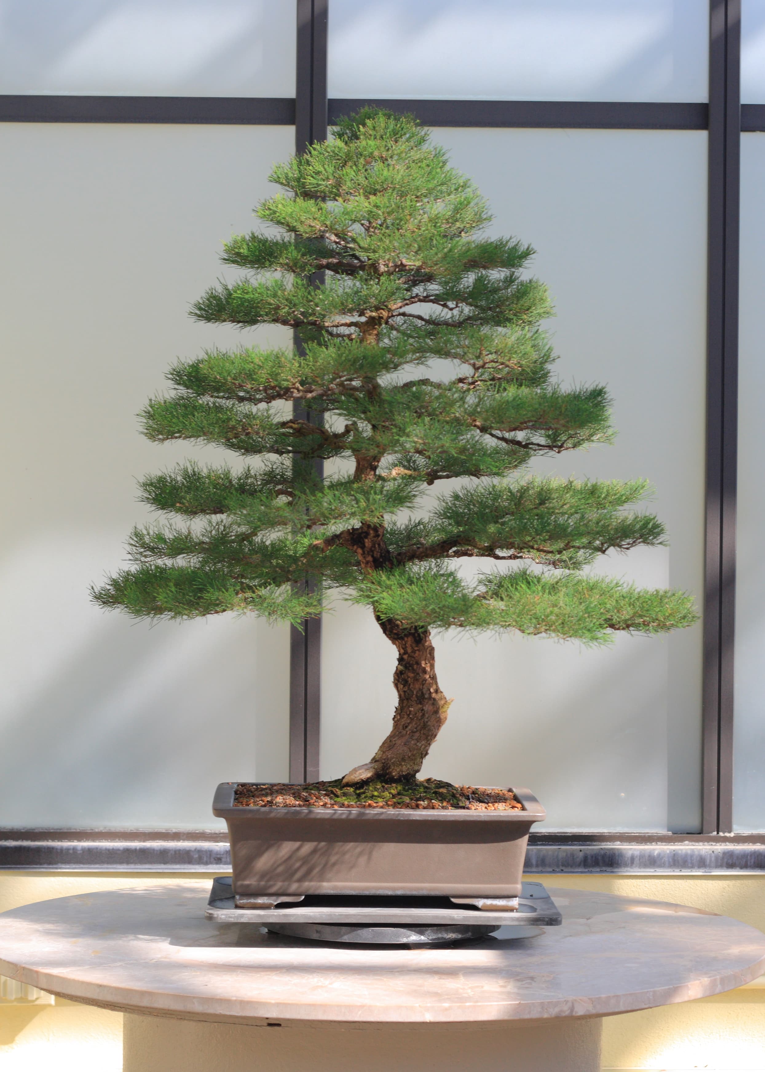 Casuarina (She-oak) Bonsai