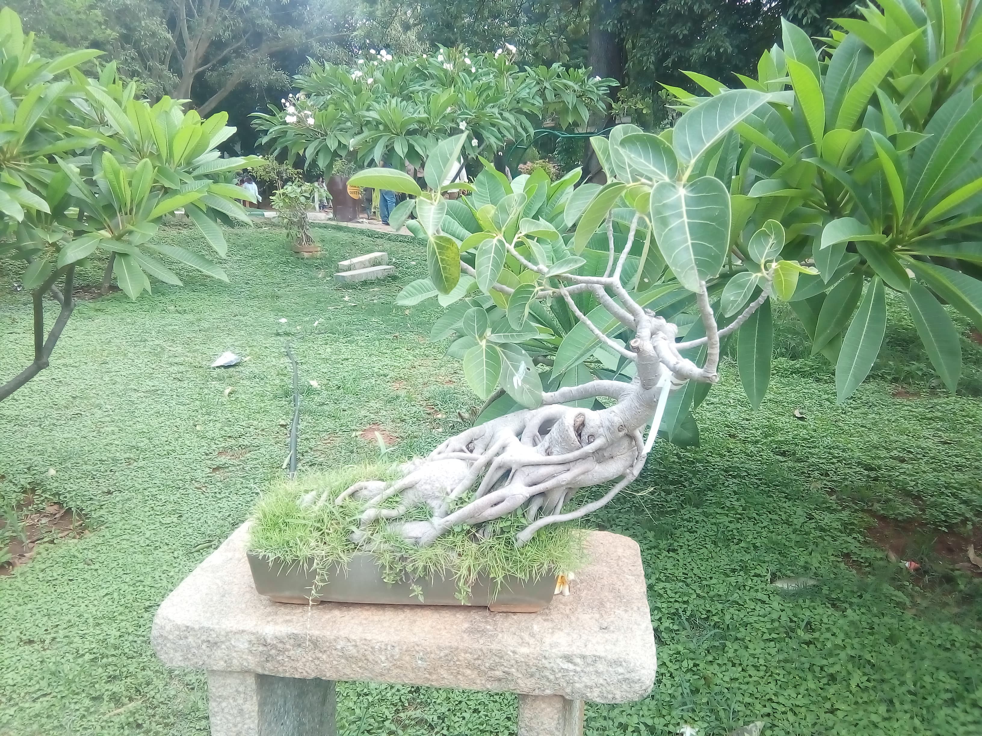 Banyan Fig Exposed Root Bonsai