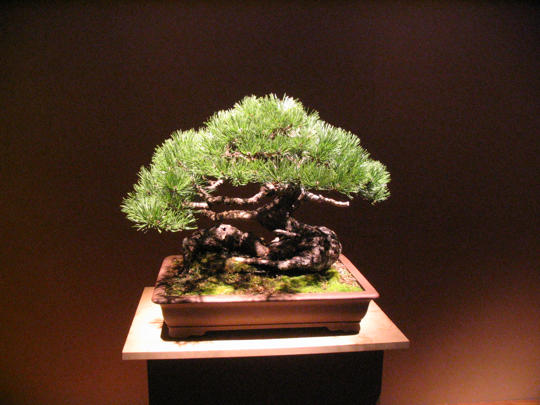 Gnarled Japanese Black Pine Bonsai