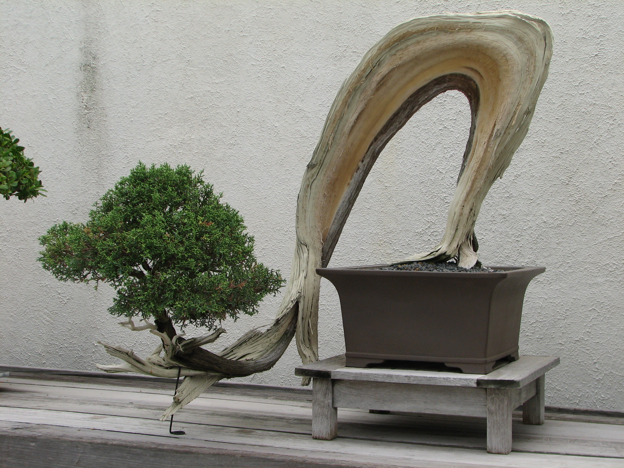 California Juniper Bonsai (Harry Hirai)