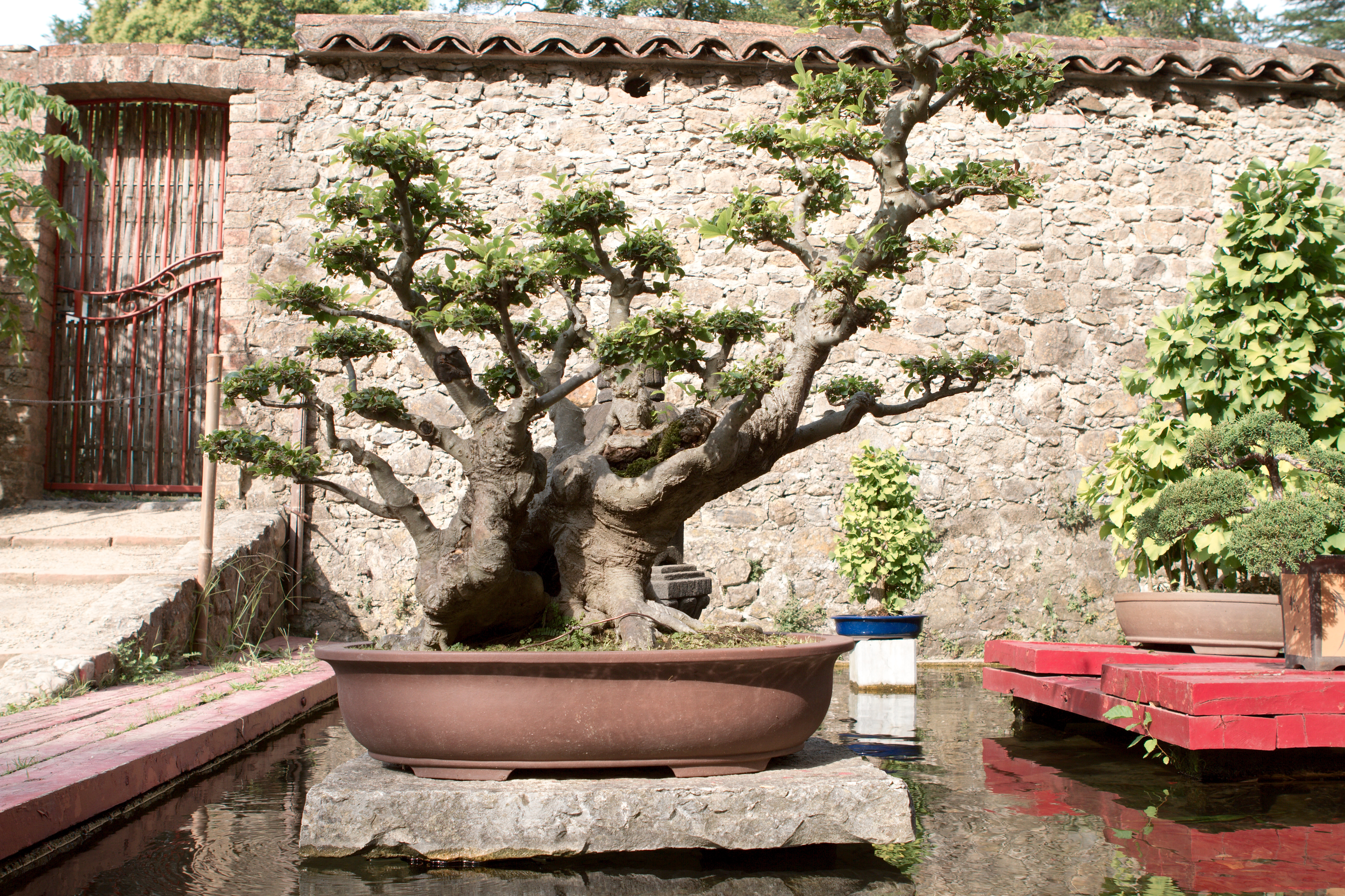 Japanese Zelkova Multi-Trunk Bonsai