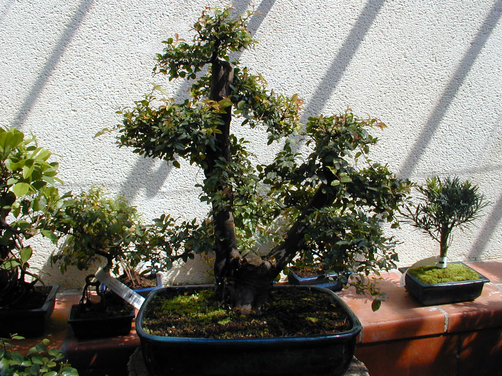 Mature Sageretia Bonsai