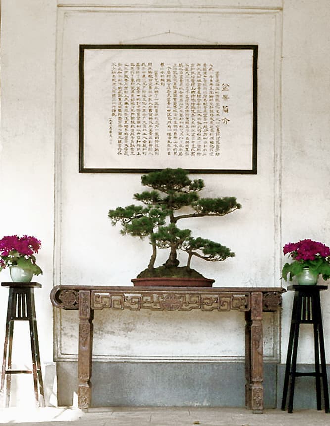 Multi-Trunk Pine Penjing