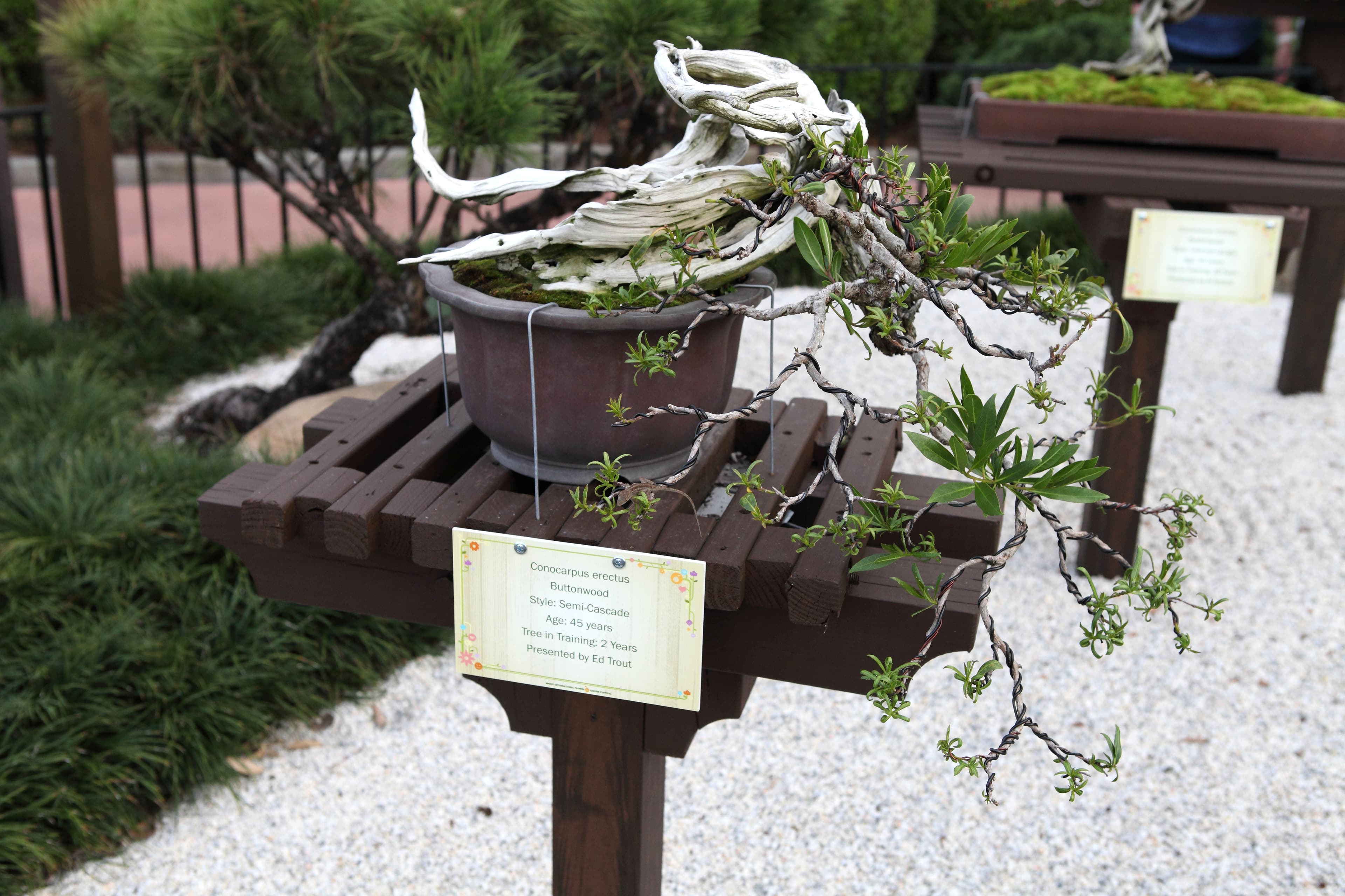 Buttonwood Semi-Cascade Bonsai