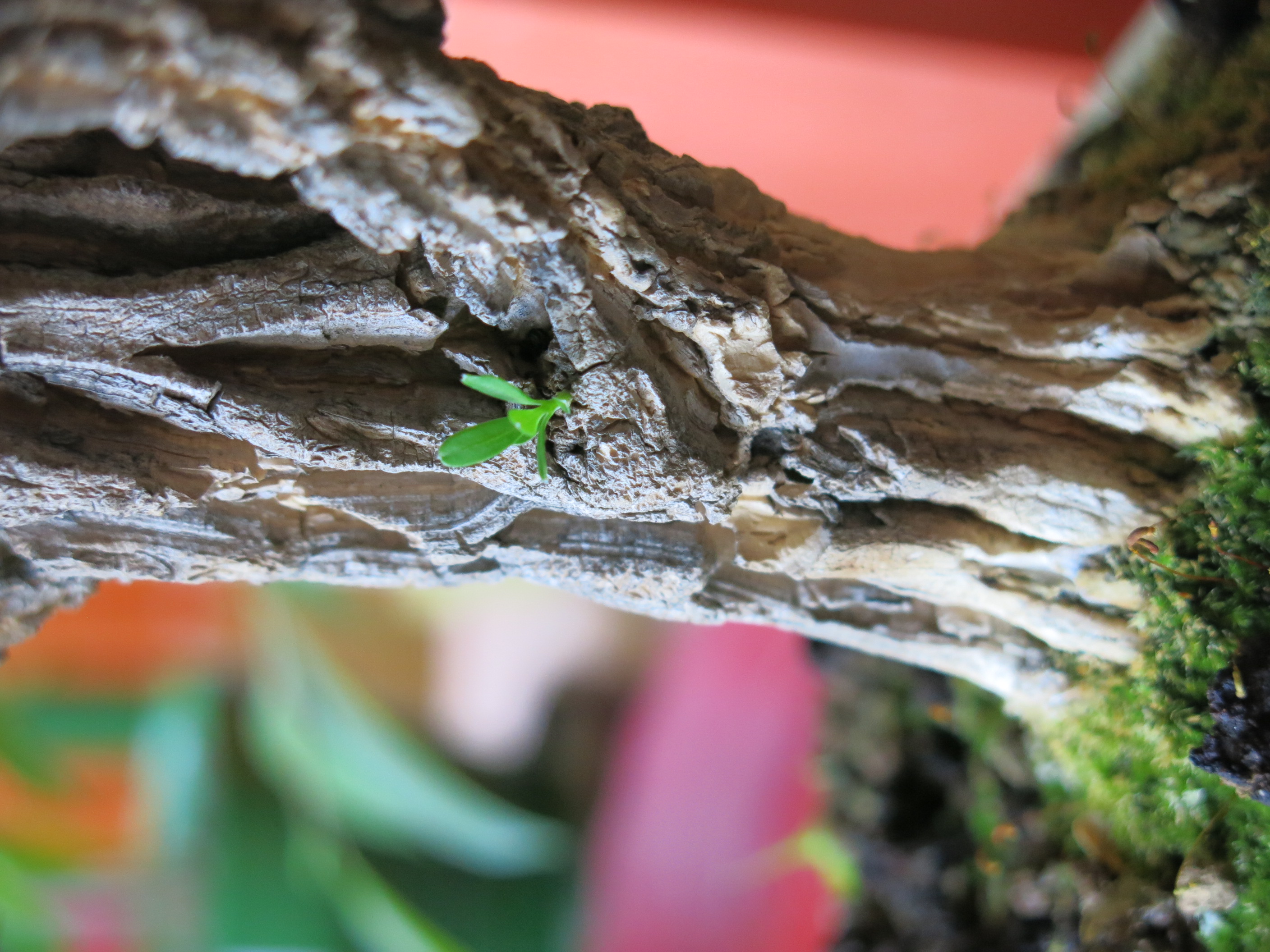 Harland Boxwood Bonsai