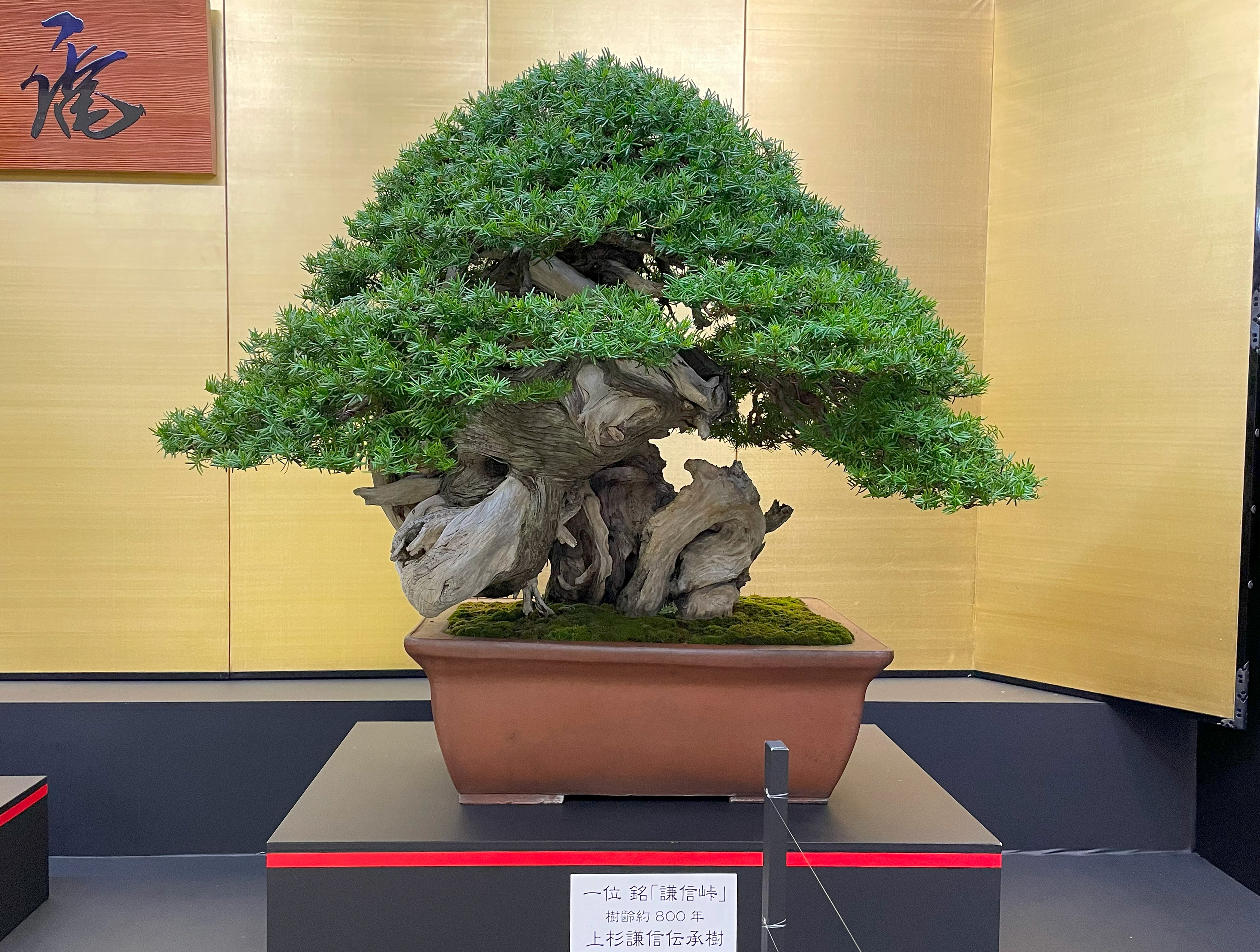 Kenshin Tōge Yew Bonsai