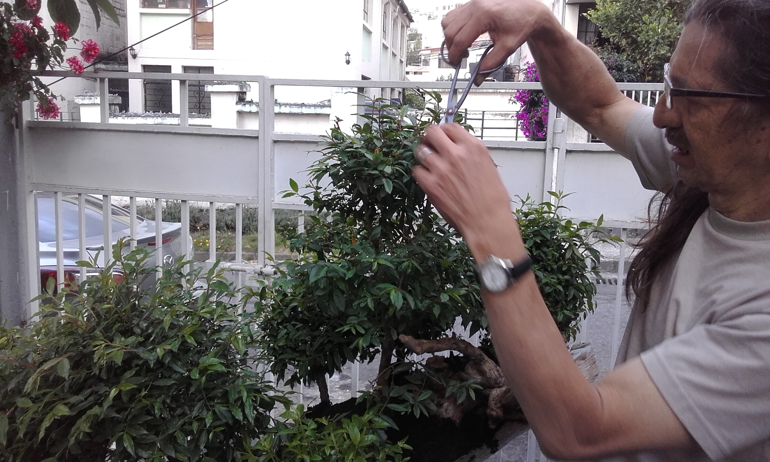 Ficus Forest on Rock Landscape