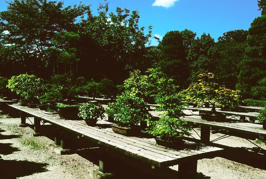 Japanese Zelkova Bonsai