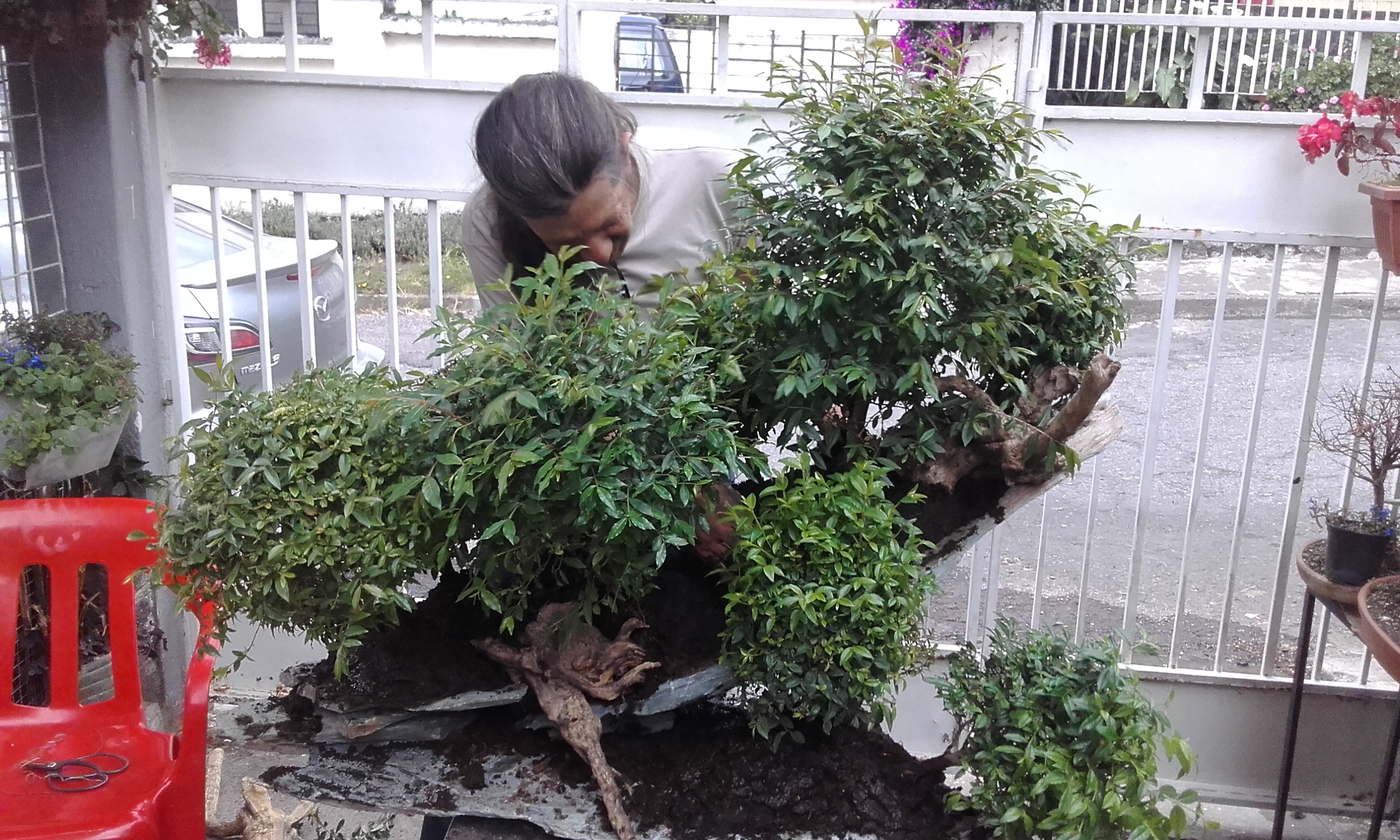 Ficus Forest on Rock Slab