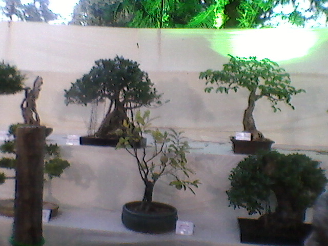 Banyan-style Ficus Bonsai