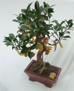 Ficus Microcarpa Informal Upright Bonsai