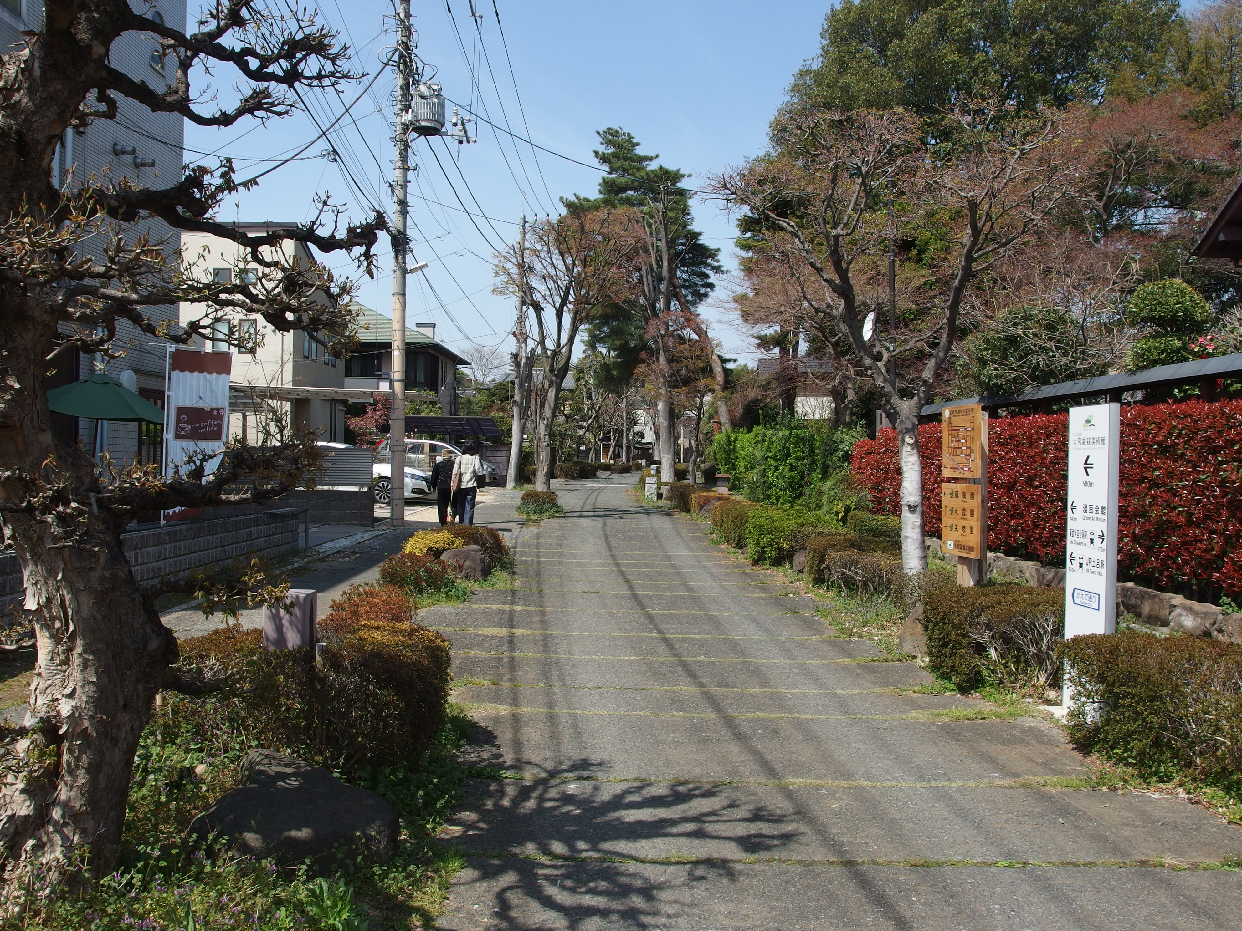 Large Japanese Zelkova Landscape Tree