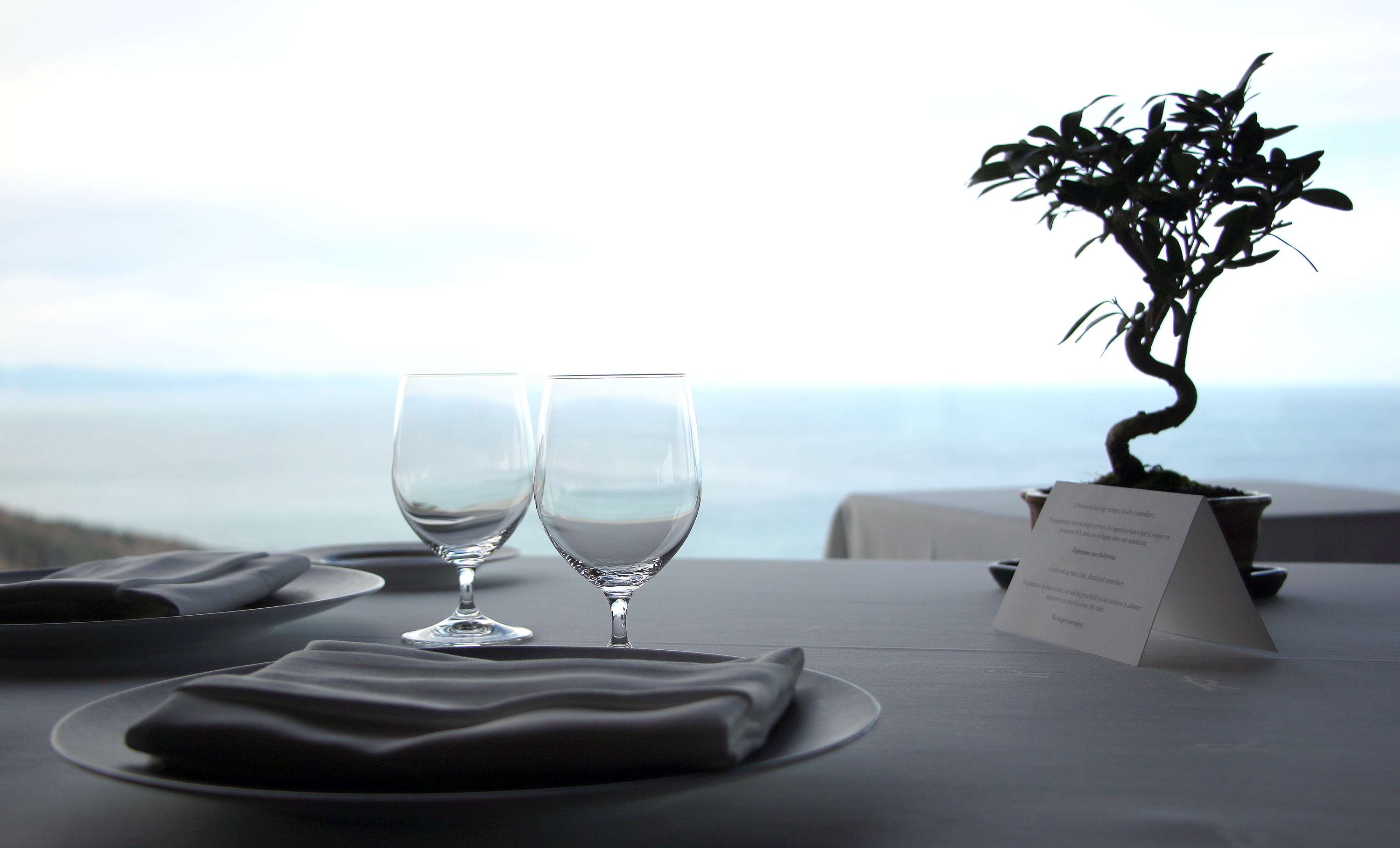 Informal Upright Ficus Bonsai