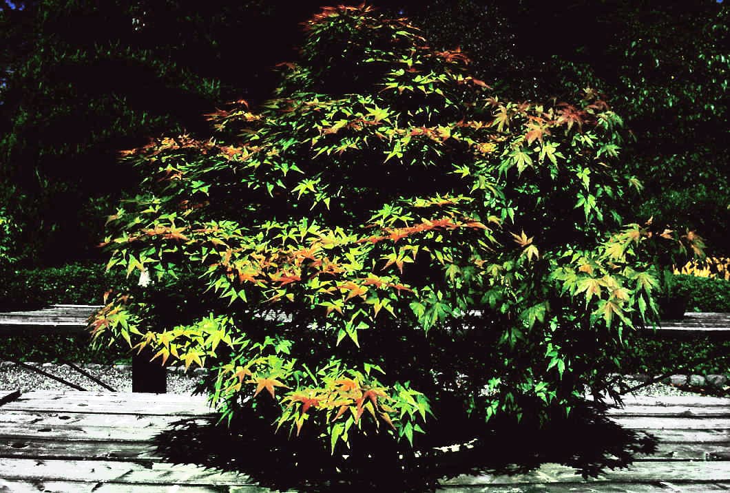 Japanese Maple Clump Style Bonsai