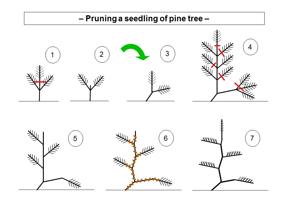 Informal Upright Pine Bonsai (Diagram)