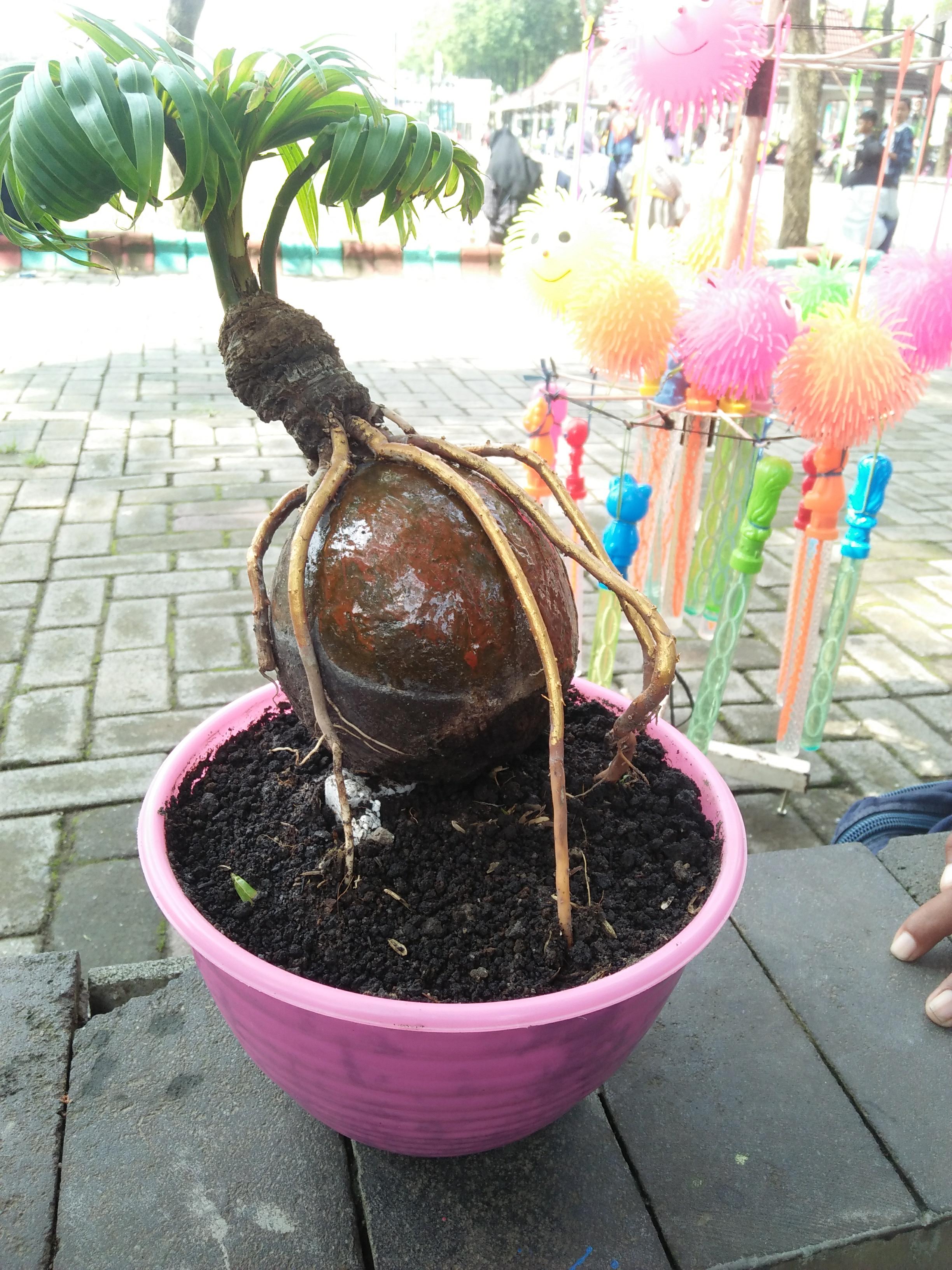 Coconut Palm Bonsai