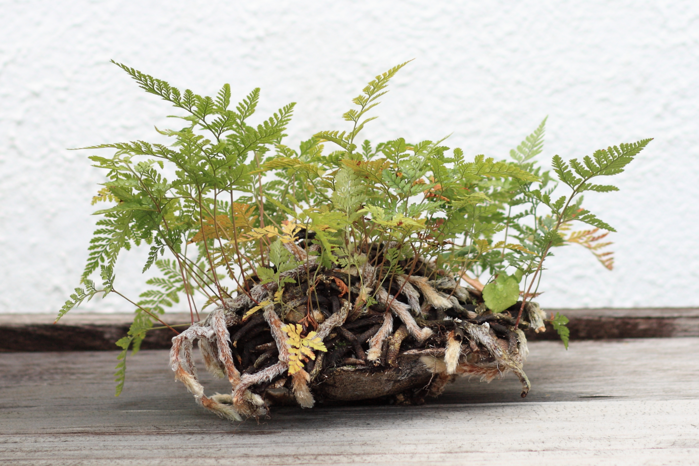 Hare's Foot Fern Accent Planting