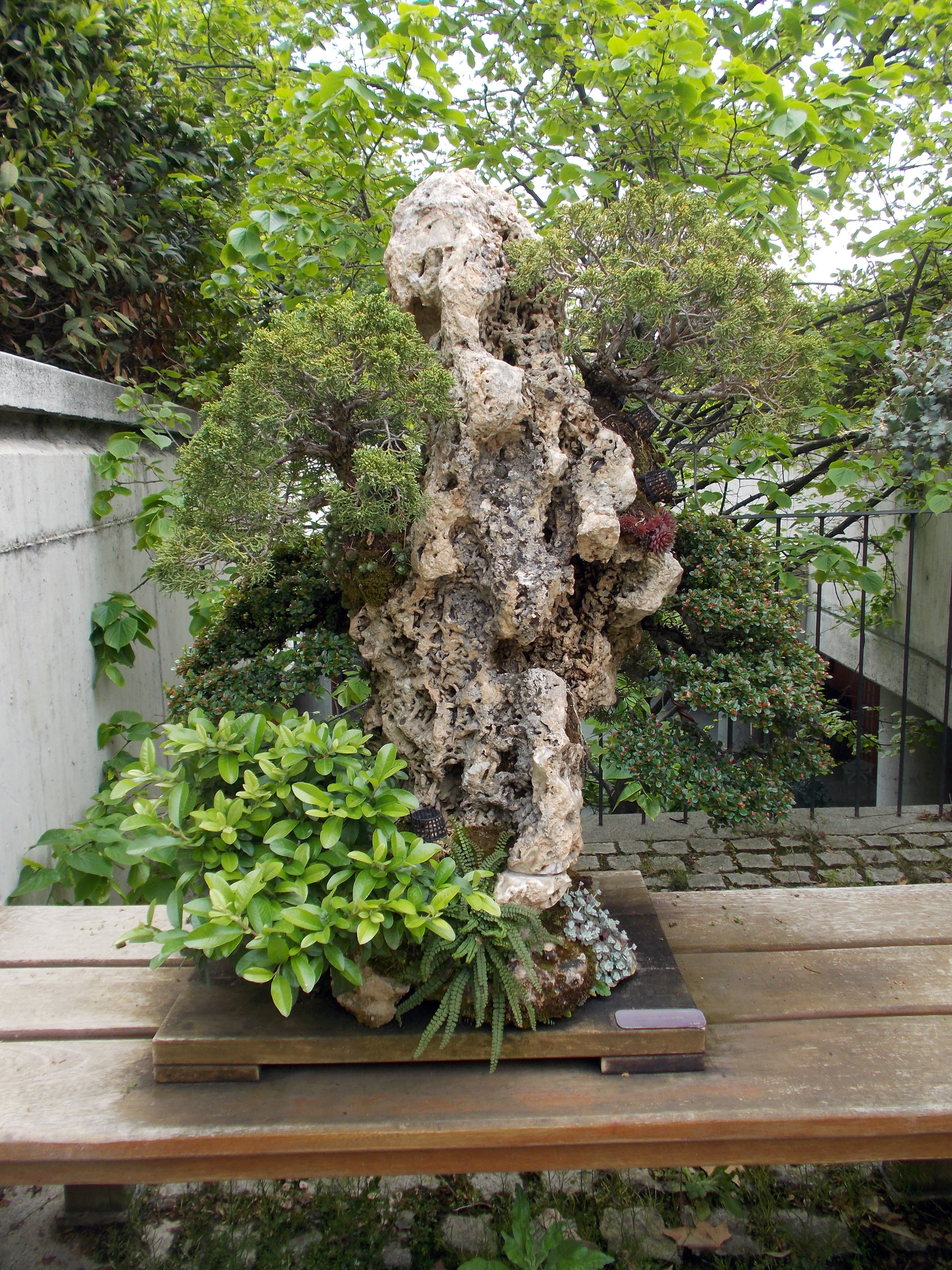 Multi-Species Root-Over-Rock Bonsai