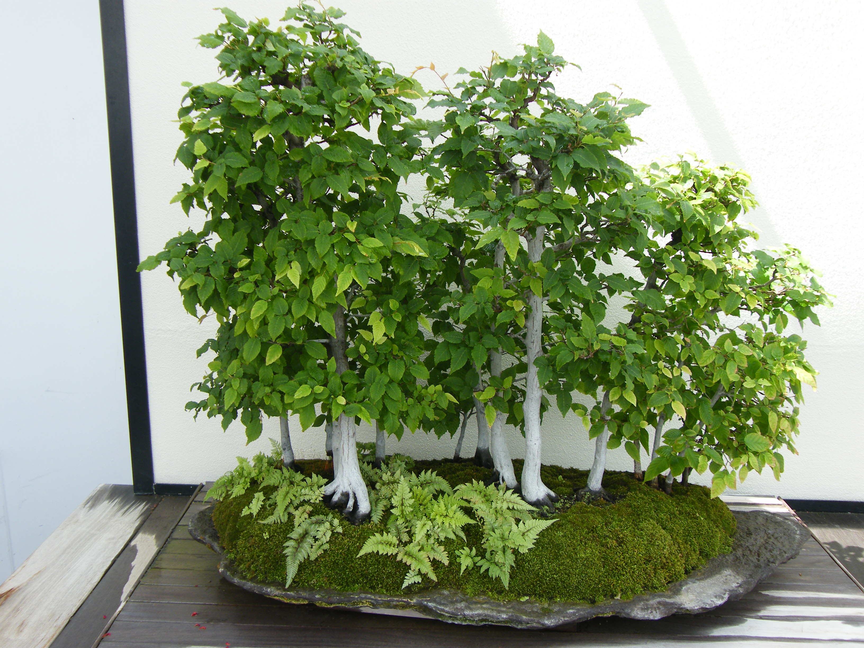 Hornbeam Forest Bonsai