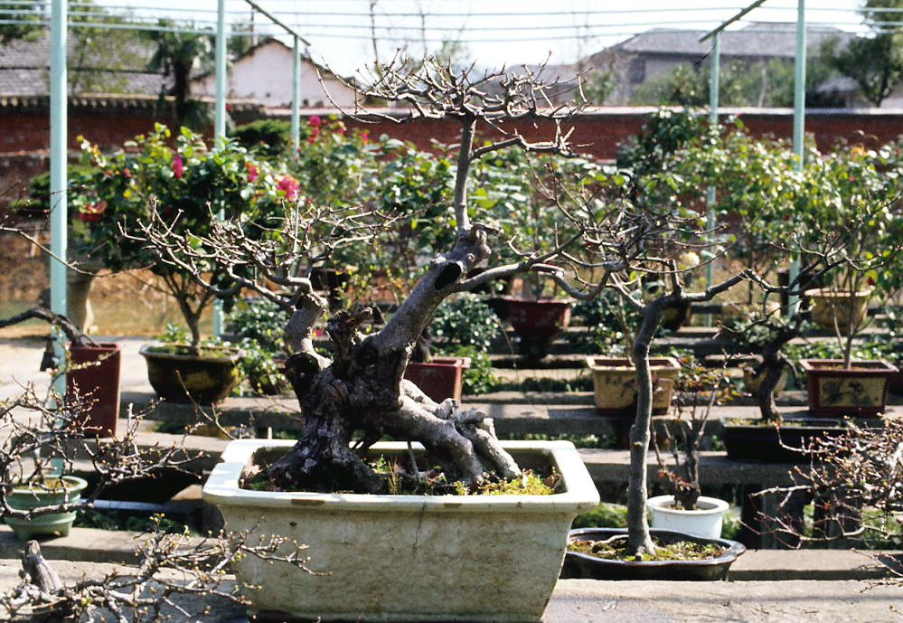 Ancient Chinese Plum Penjing