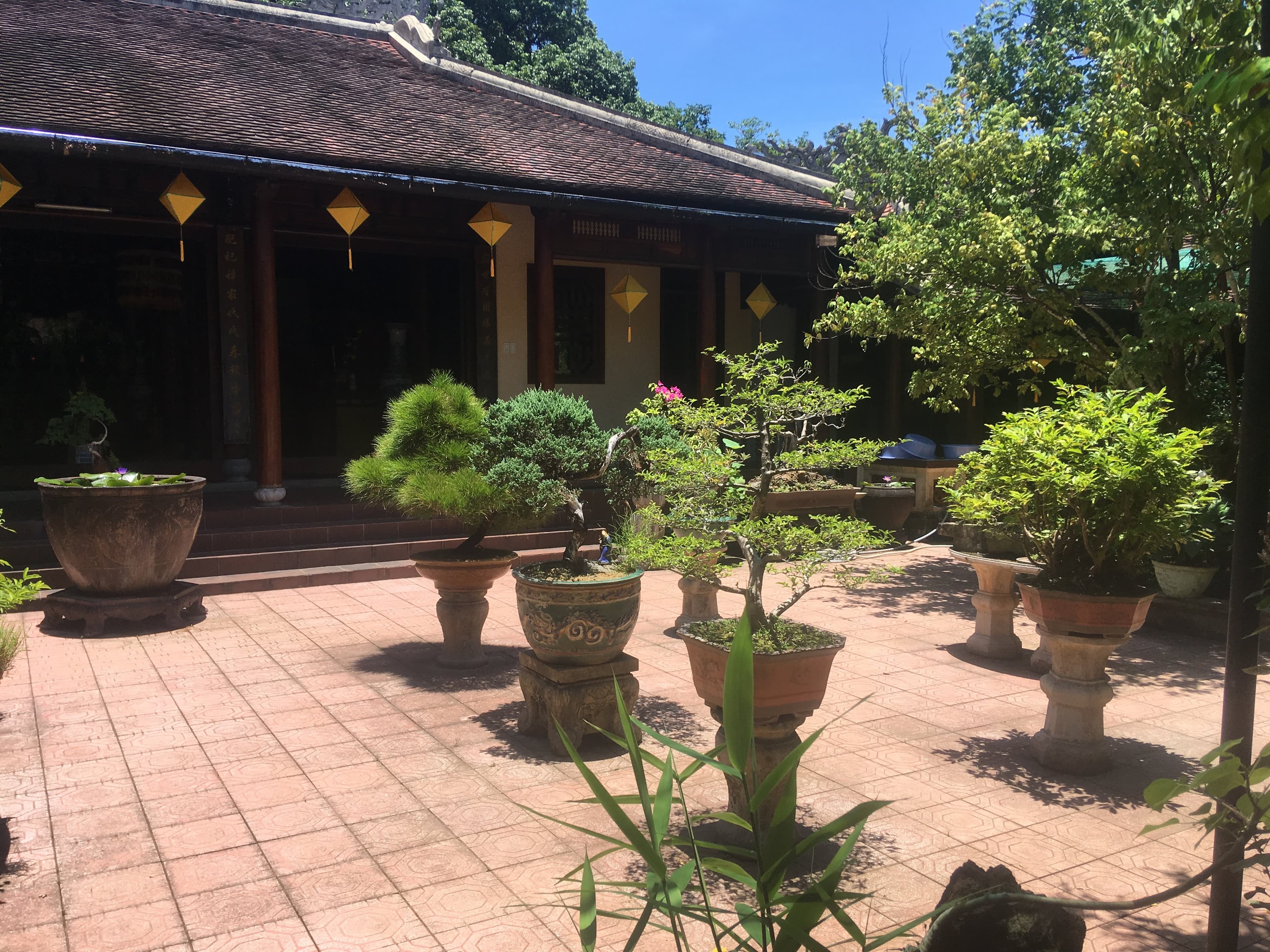 Chinese Juniper Bonsai