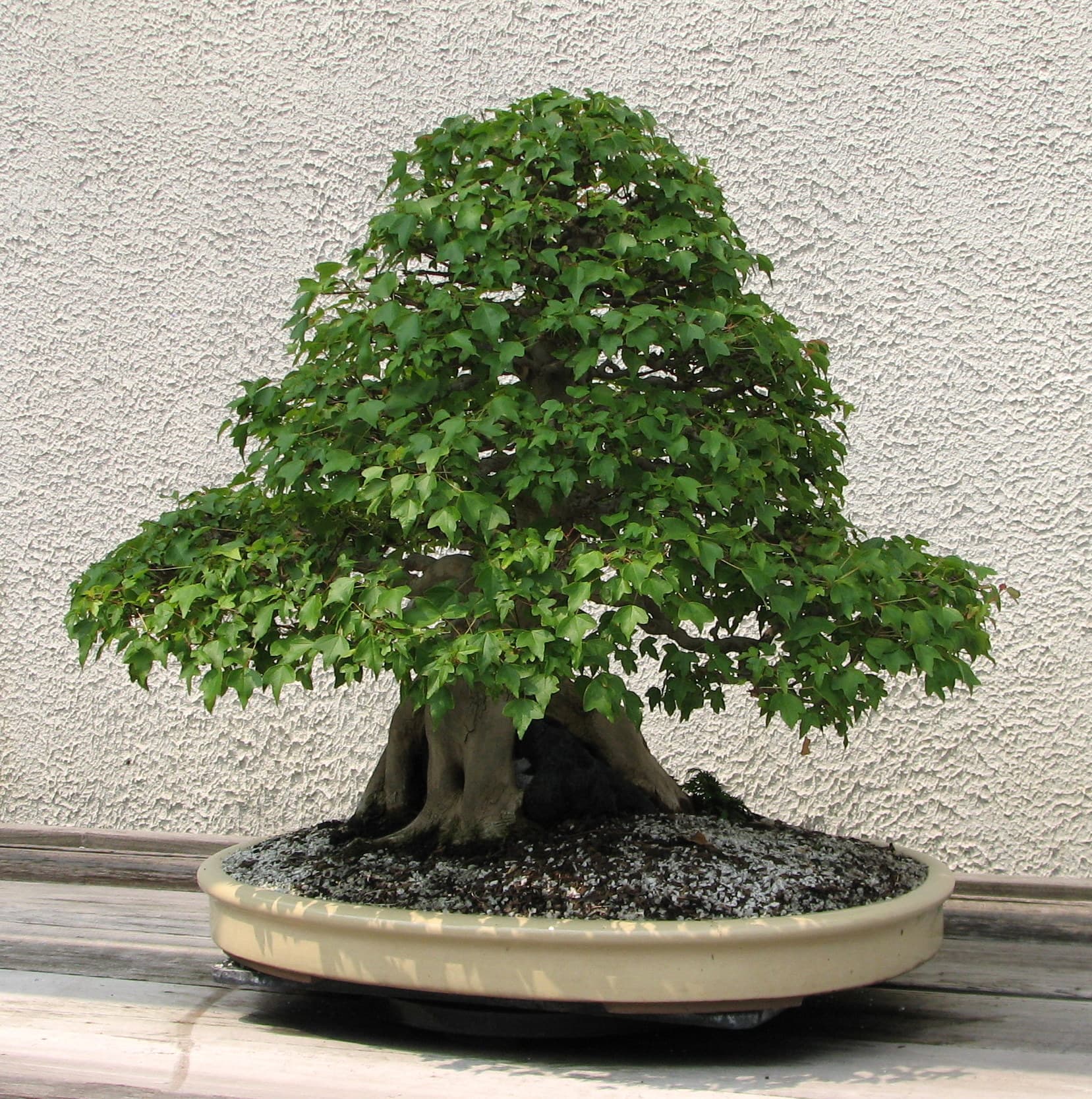 Historic Trident Maple Bonsai
