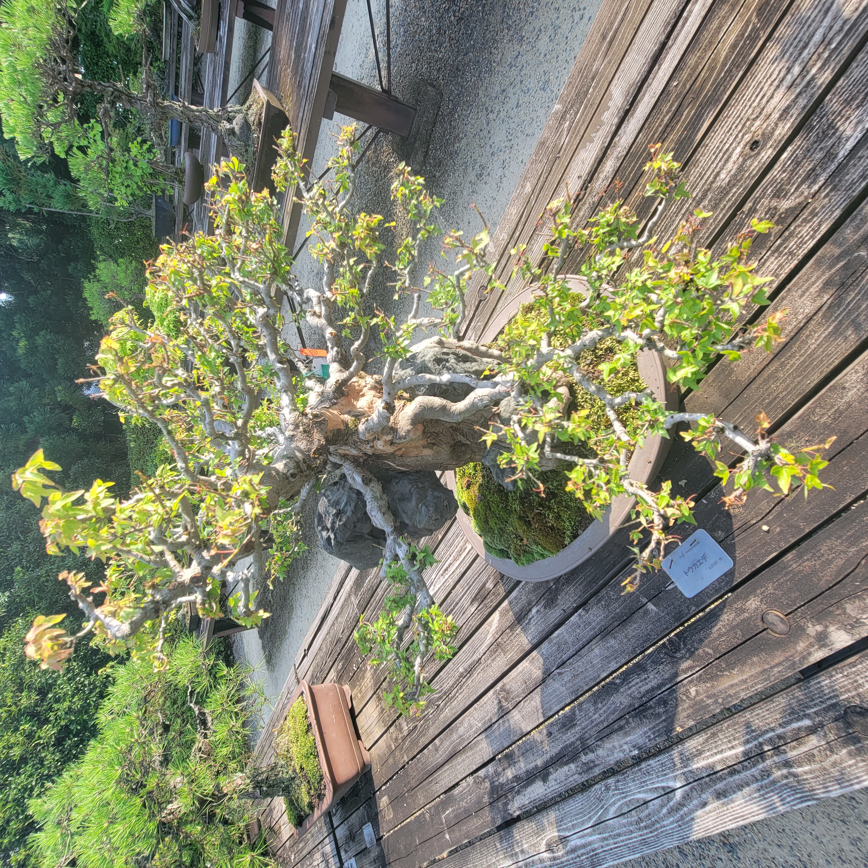 Trident Maple Root-Over-Rock Bonsai