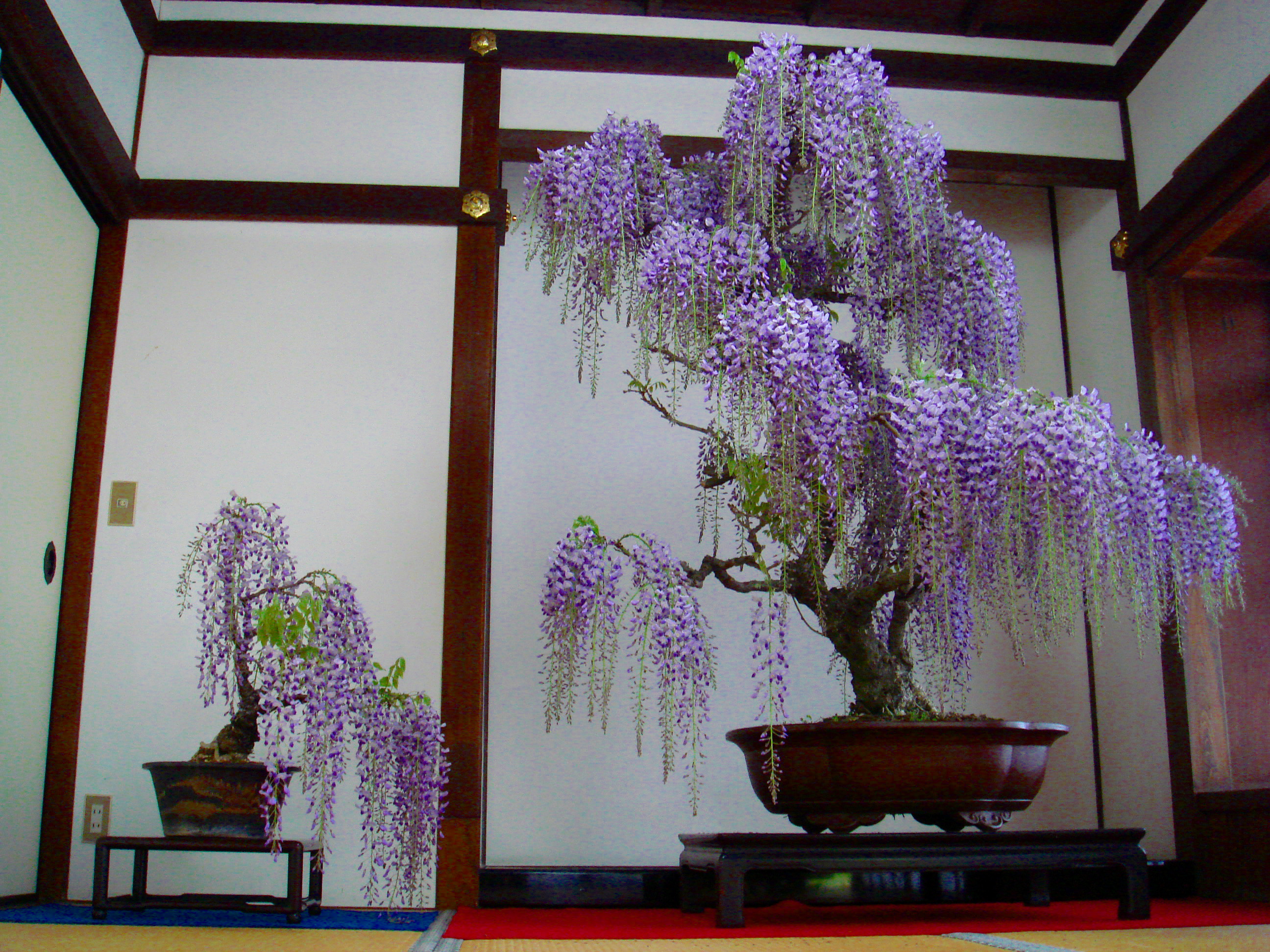 Flowering Japanese Wisteria Bonsai
