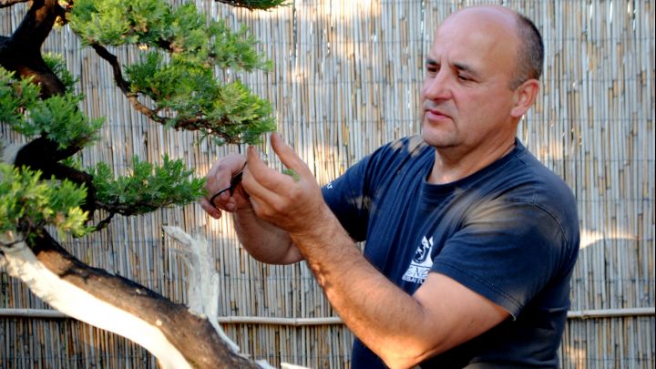 Chinese Juniper Bonsai with Deadwood