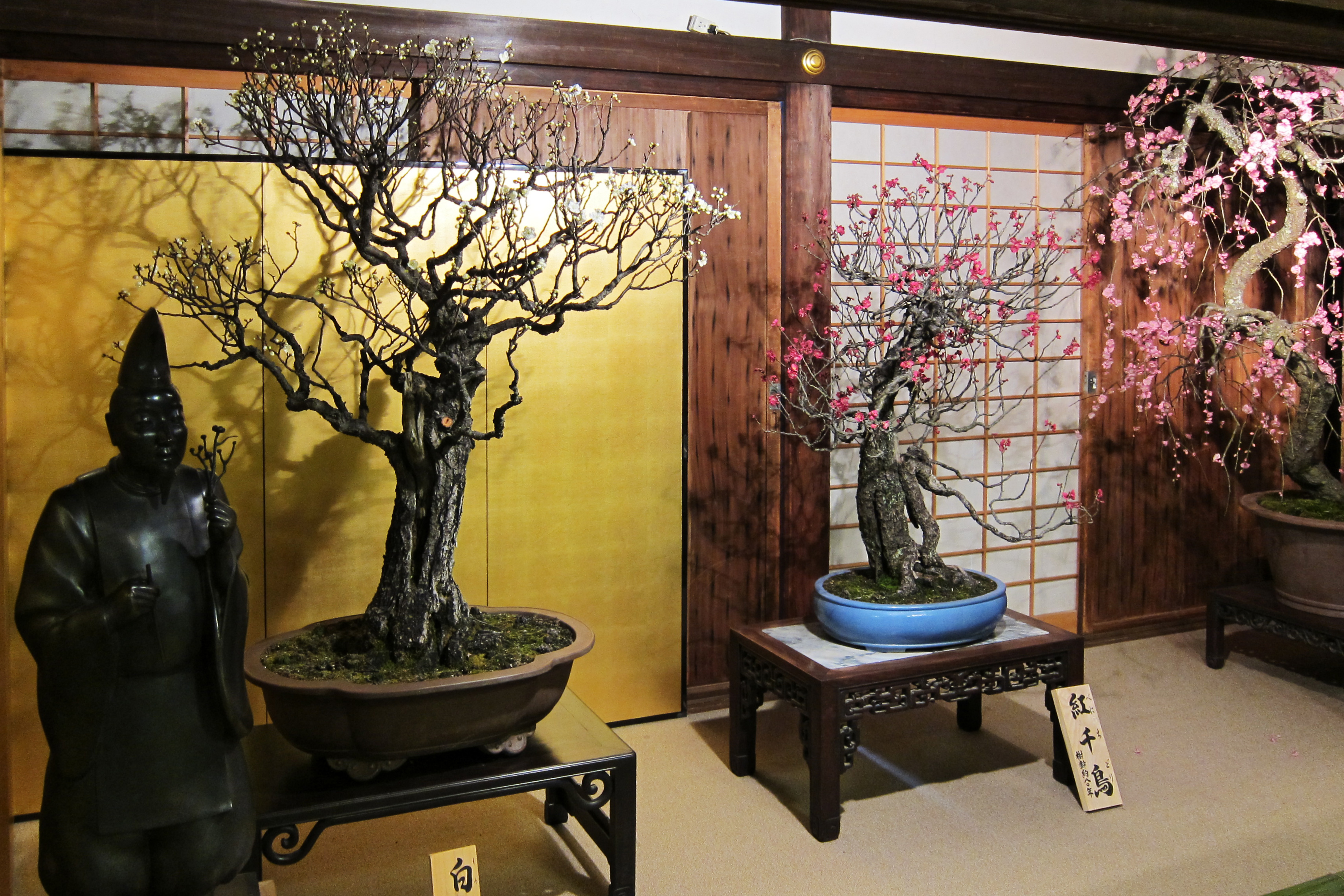 White Flowering Japanese Plum Bonsai